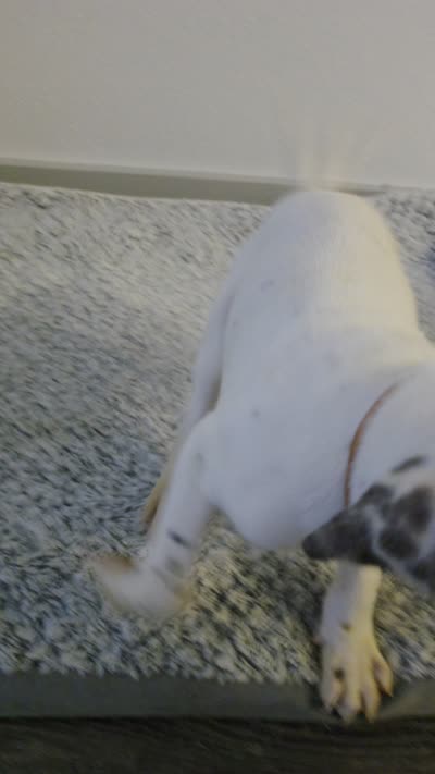 Yamo, a male Dalmatian and Siberian Husky for sale in Tampa, FL – 2 of 7