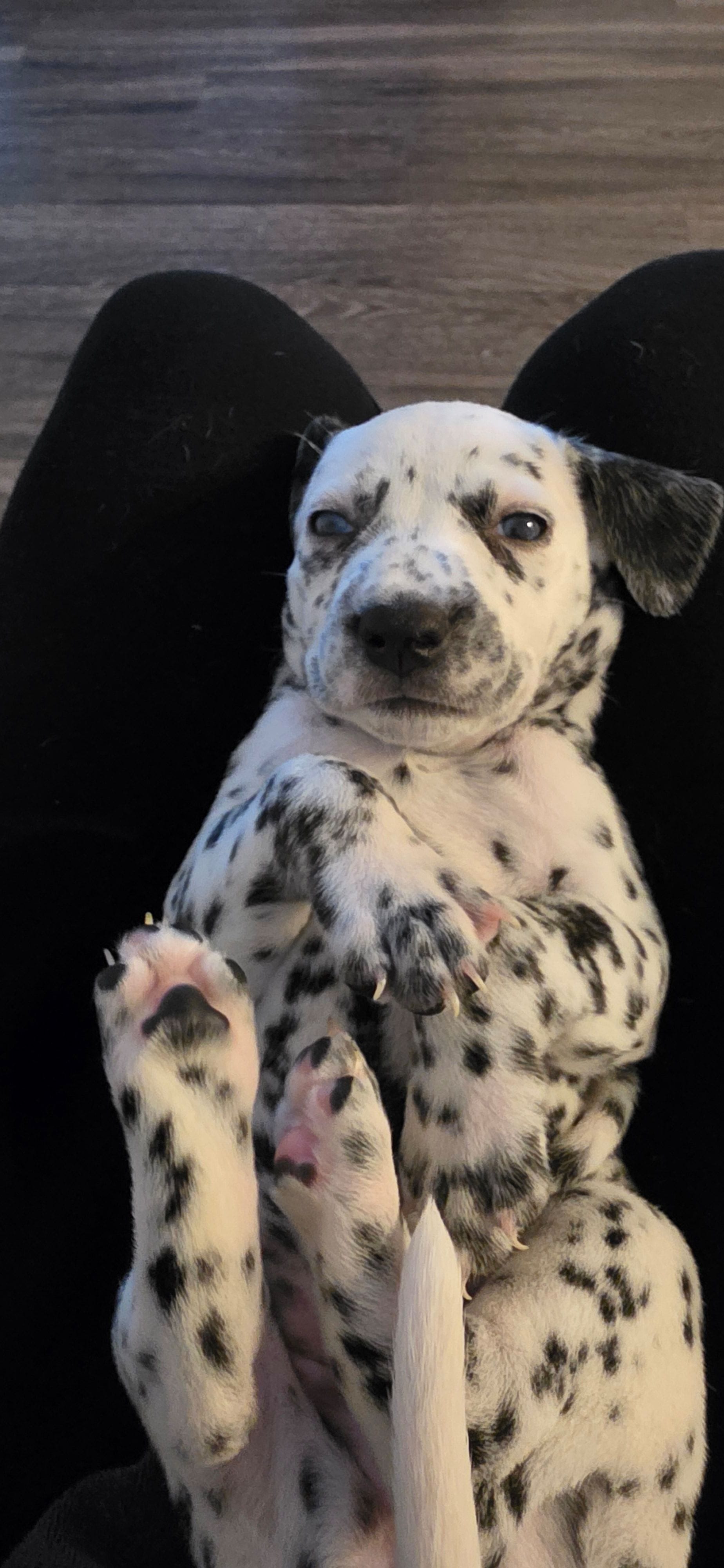 dalmatian – Dalmatian, Siberian Husky puppy for sale in Tampa, FL