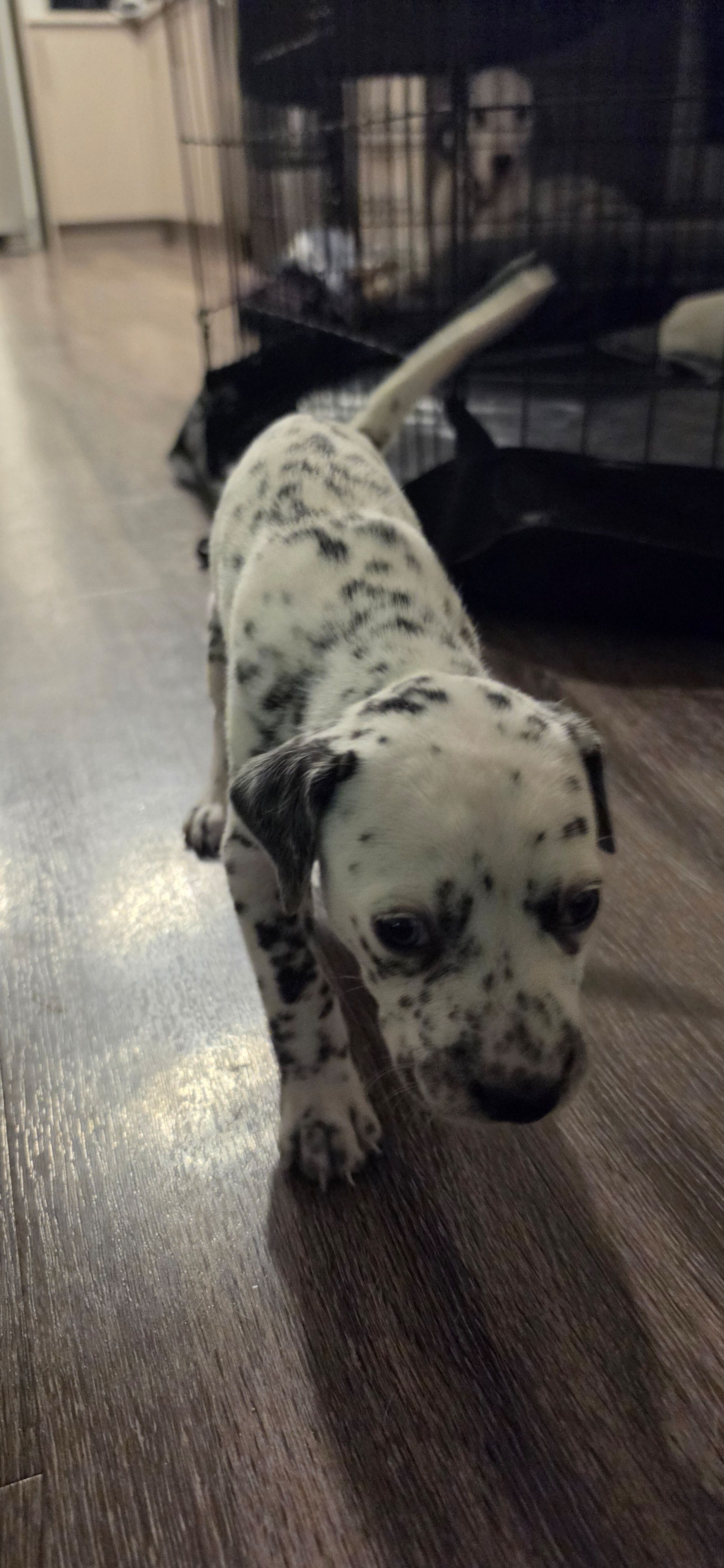 dalmatian – Dalmatian, Siberian Husky puppy for sale in Tampa, FL