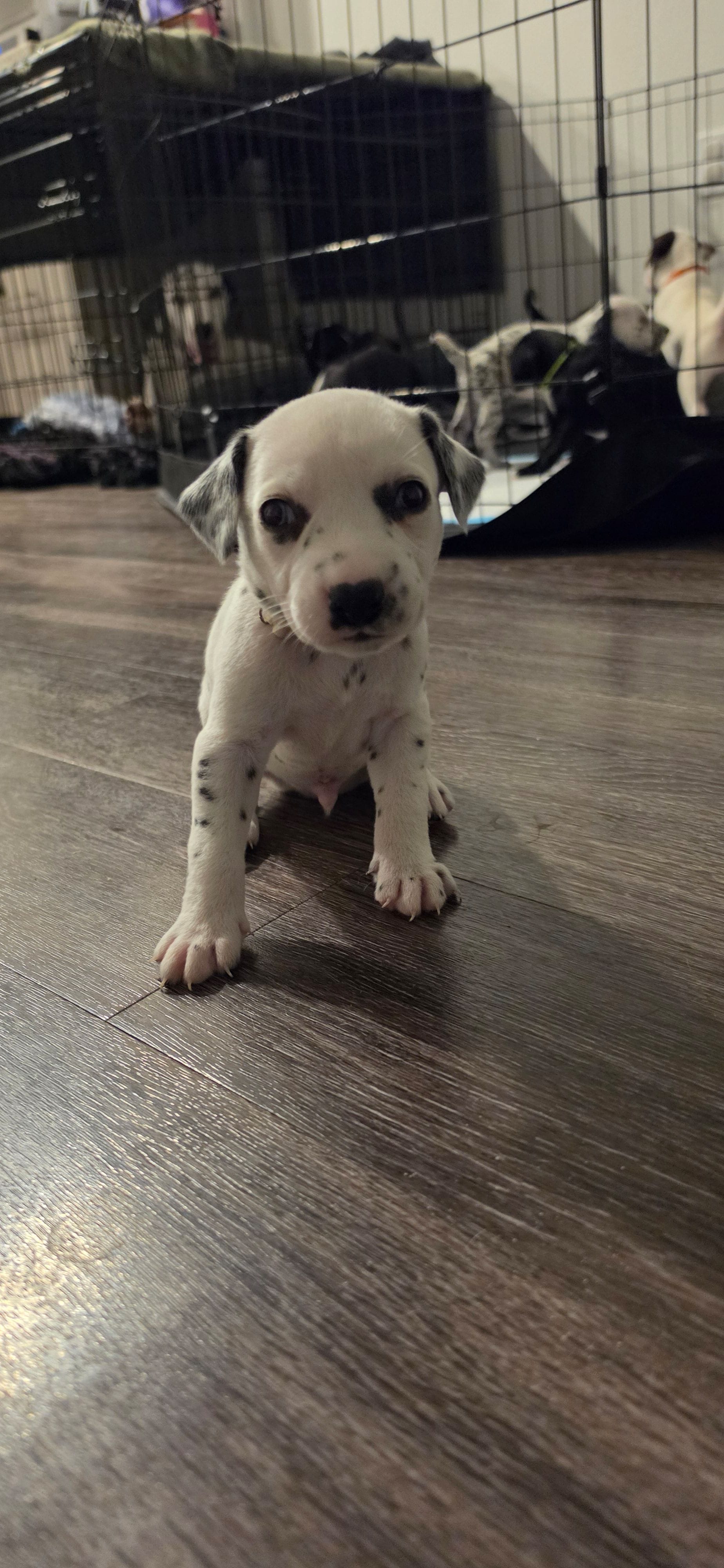 wakey – Dalmatian, Siberian Husky puppy for sale in Tampa, FL