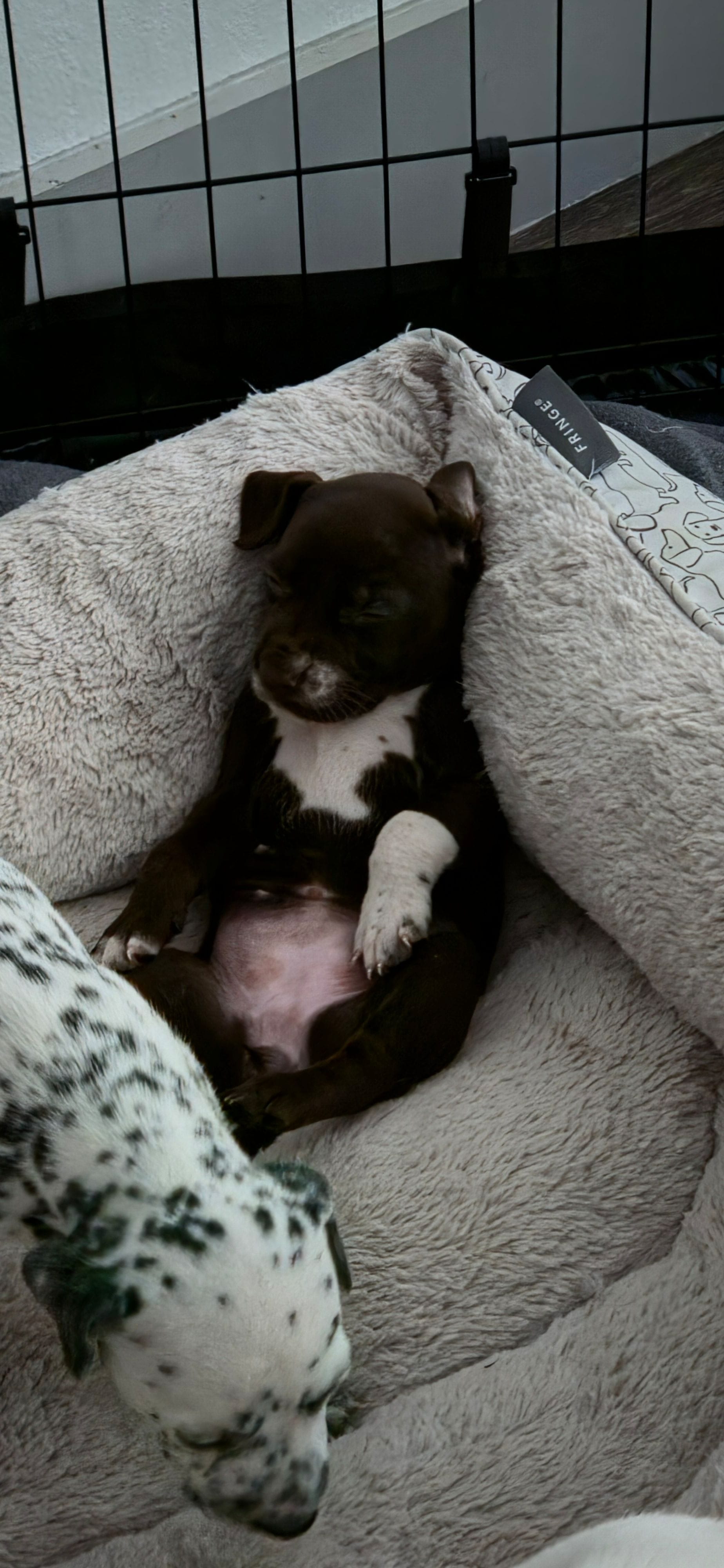 Blue – Dalmatian, Siberian Husky puppy for sale in Tampa, FL