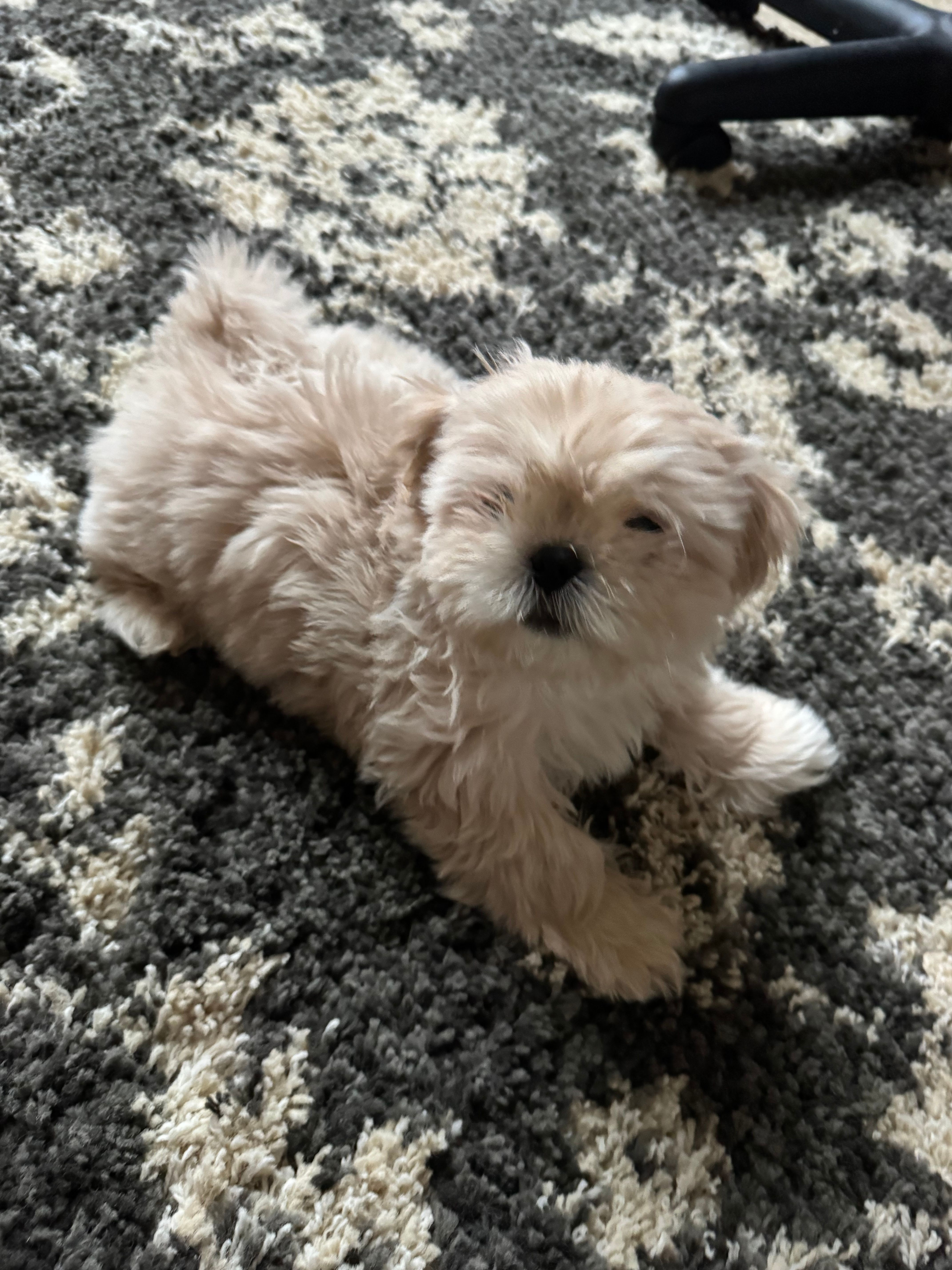 Beau – Shih Tzu puppy for sale in Livonia, MI