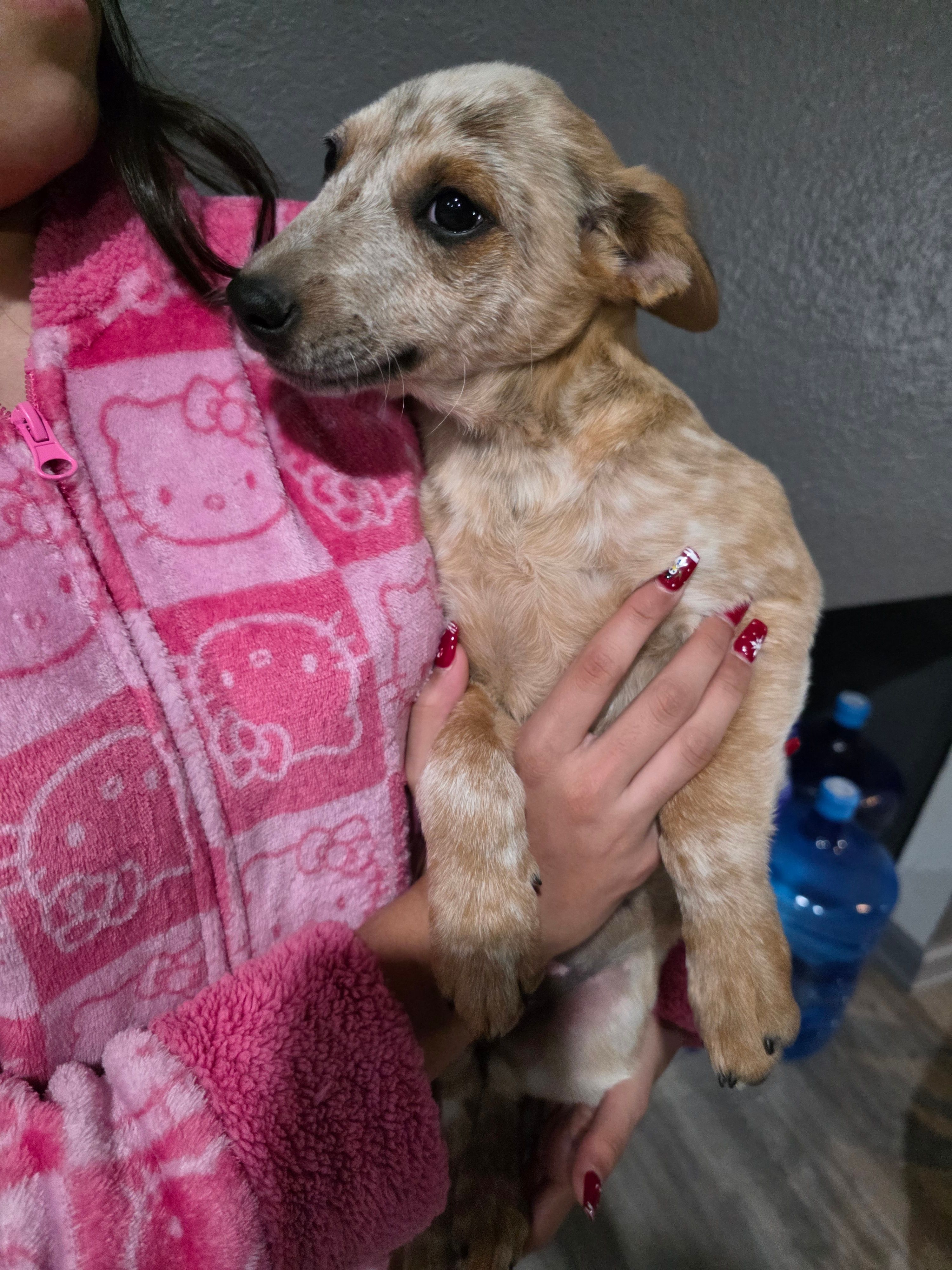 Ms. Red – Australian Cattle Dog puppy for sale in Victorville, CA