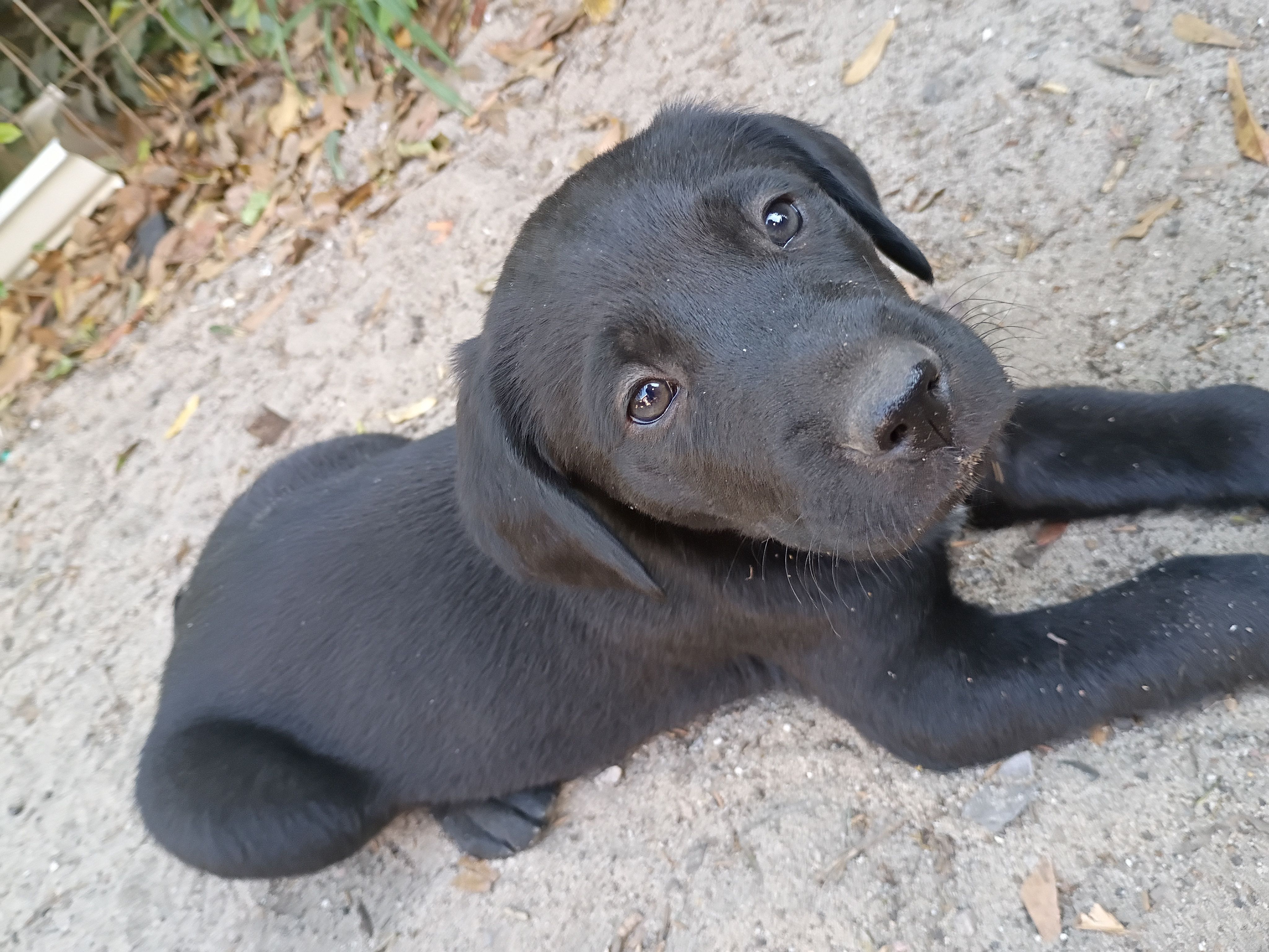 Bella – Labrador Retriever puppy for sale in Columbia, SC