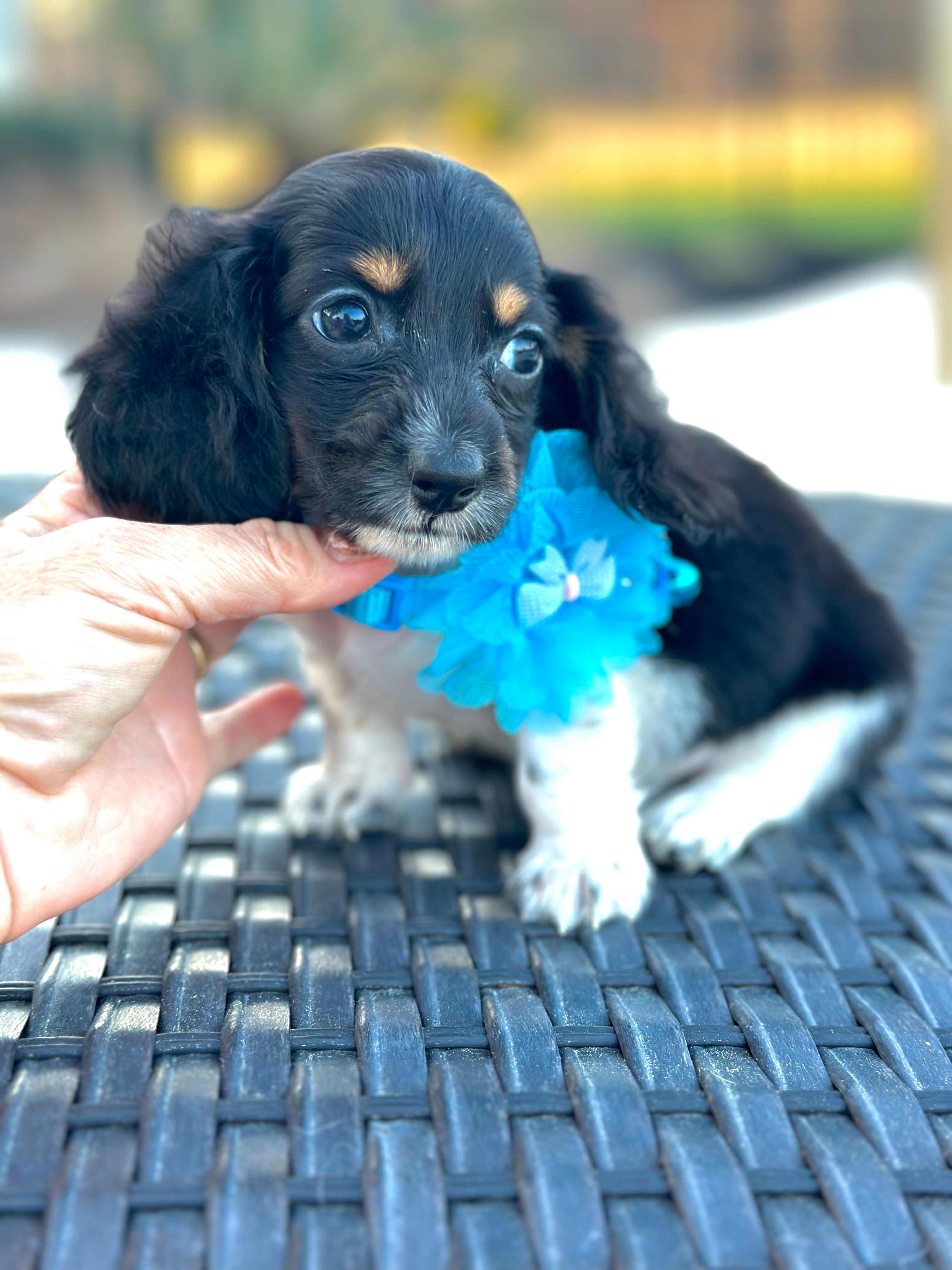 Tiny Tri Boy 💙 – Miniature Dachshund puppy for sale in Pearson, GA