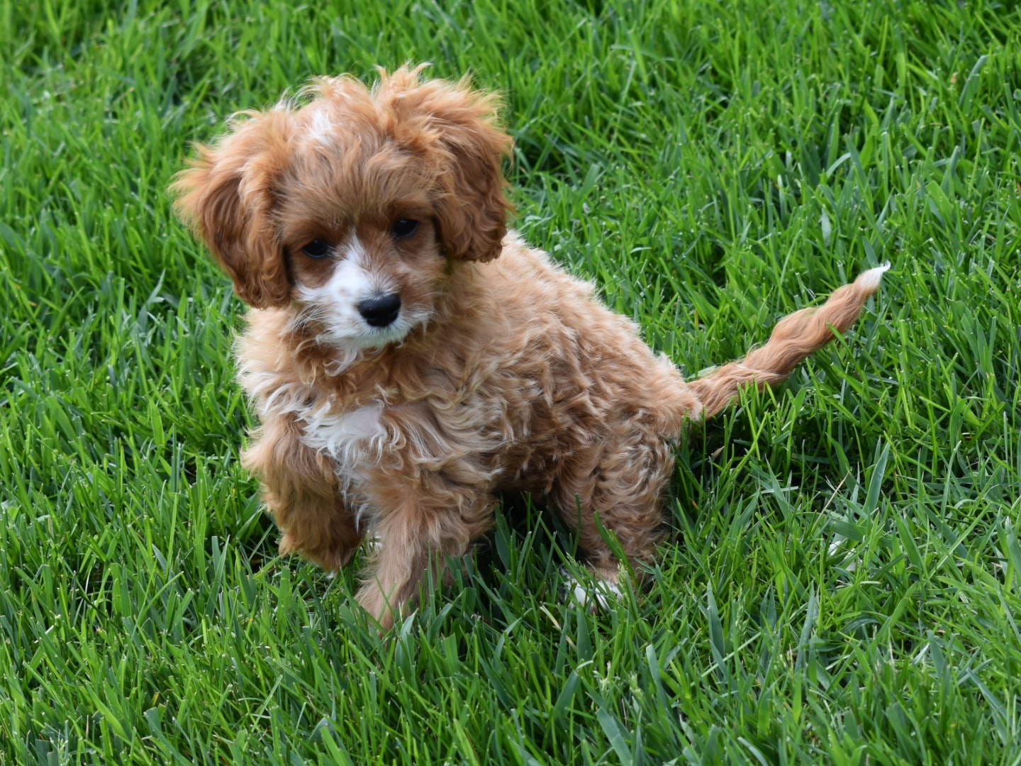 Sophie  – Cavapoo puppy for sale in Berlin, OH