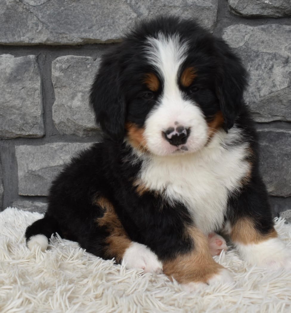 Brady  – Bernese Mountain Dog puppy for sale in Berlin, OH