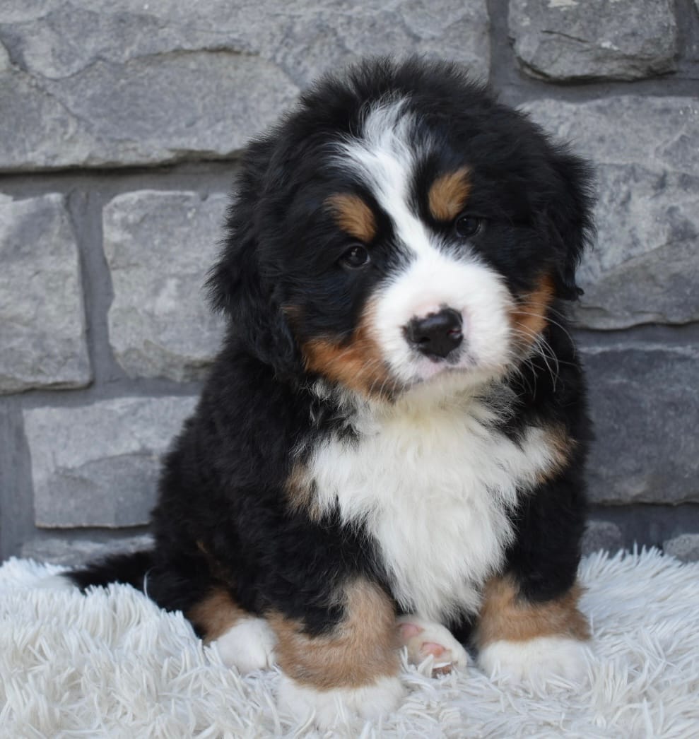 Buster  – Bernese Mountain Dog puppy for sale in Berlin, OH