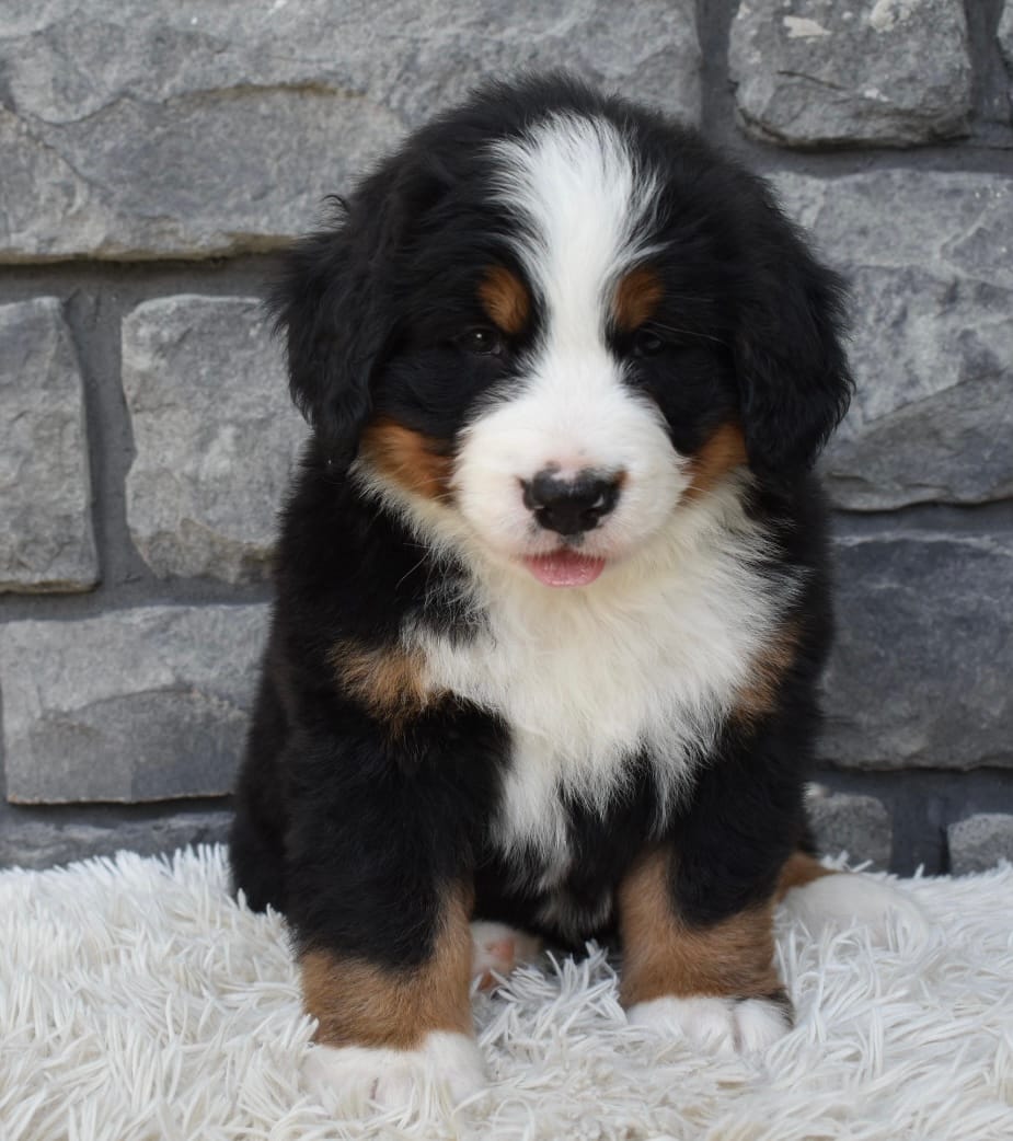 Bentley  – Bernese Mountain Dog puppy for sale in Berlin, OH