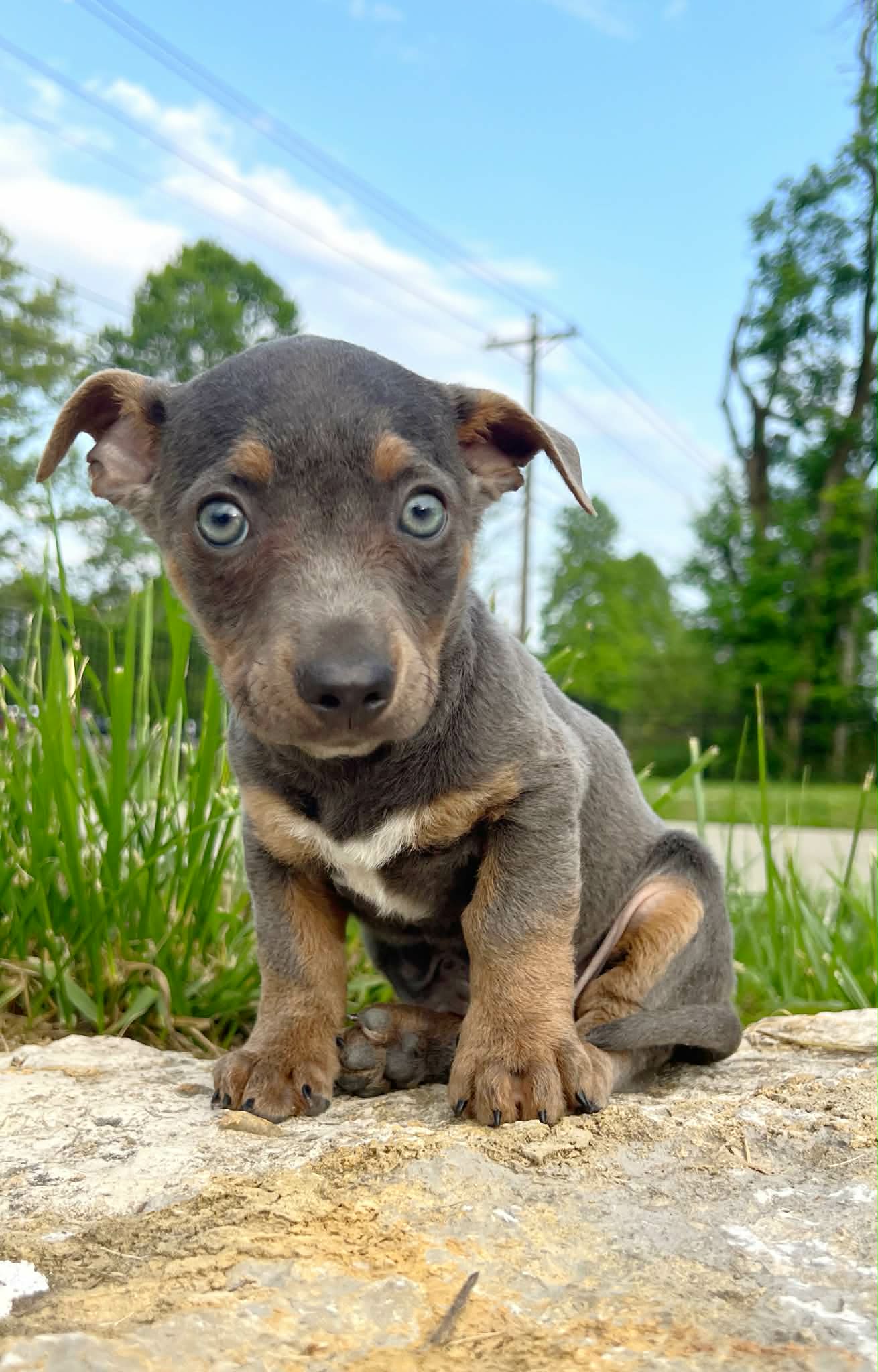 Ozcar – Miniature Dachshund puppy for sale in Murfreesboro, TN