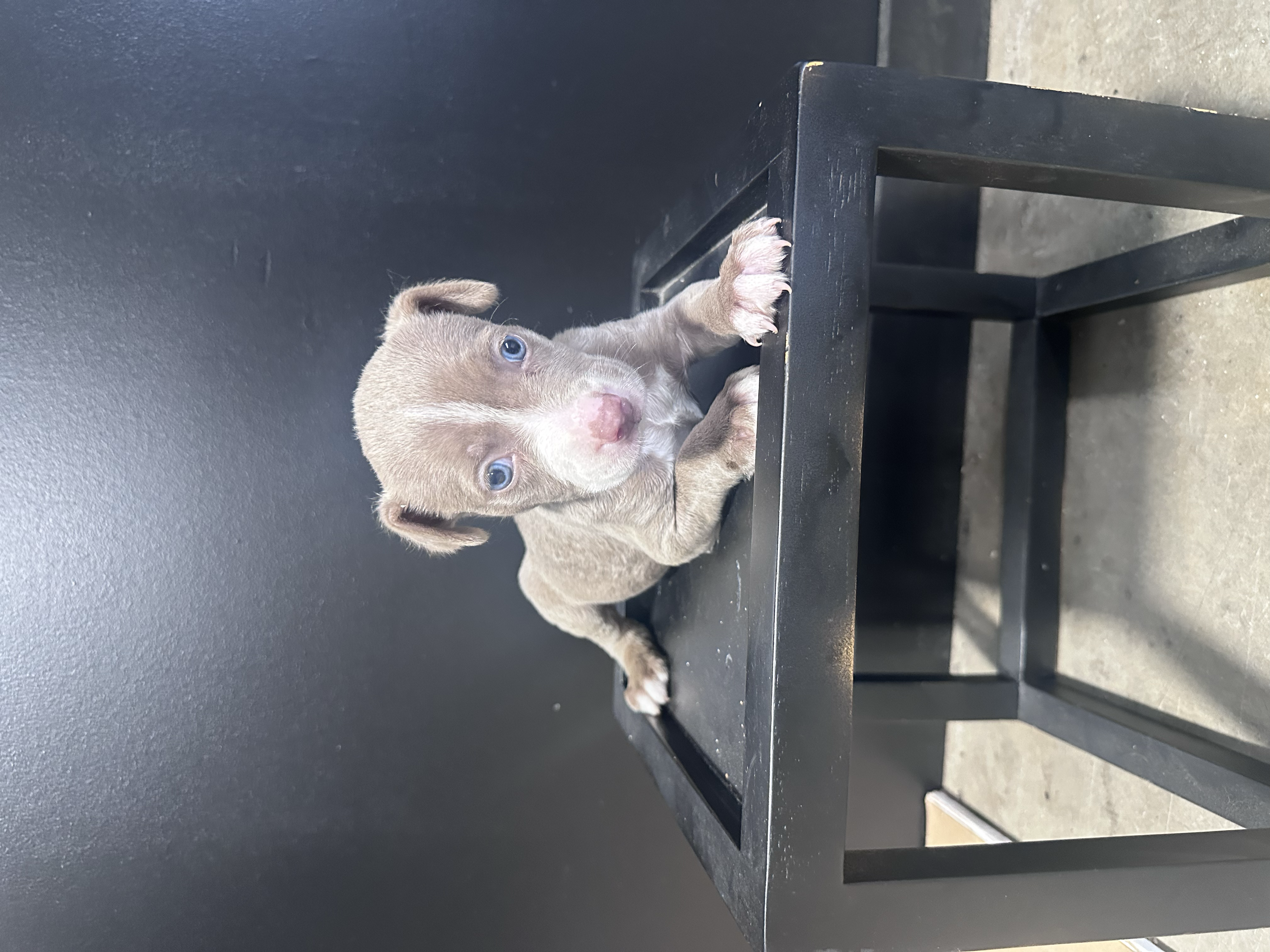 Luka – American Bully puppy for sale in Murfreesboro, TN