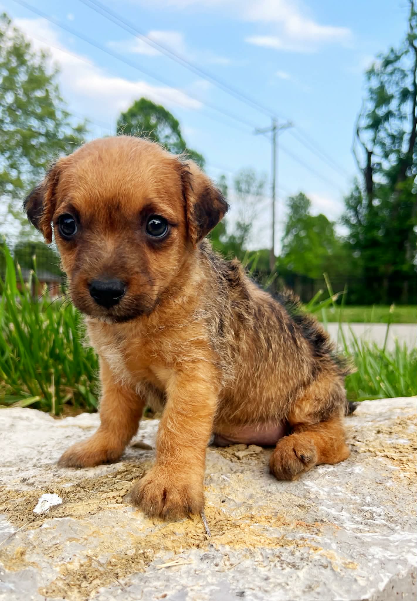 Charlie – Yorkshire Terrier, Miniature Dachshund puppy for sale in Murfreesboro, TN