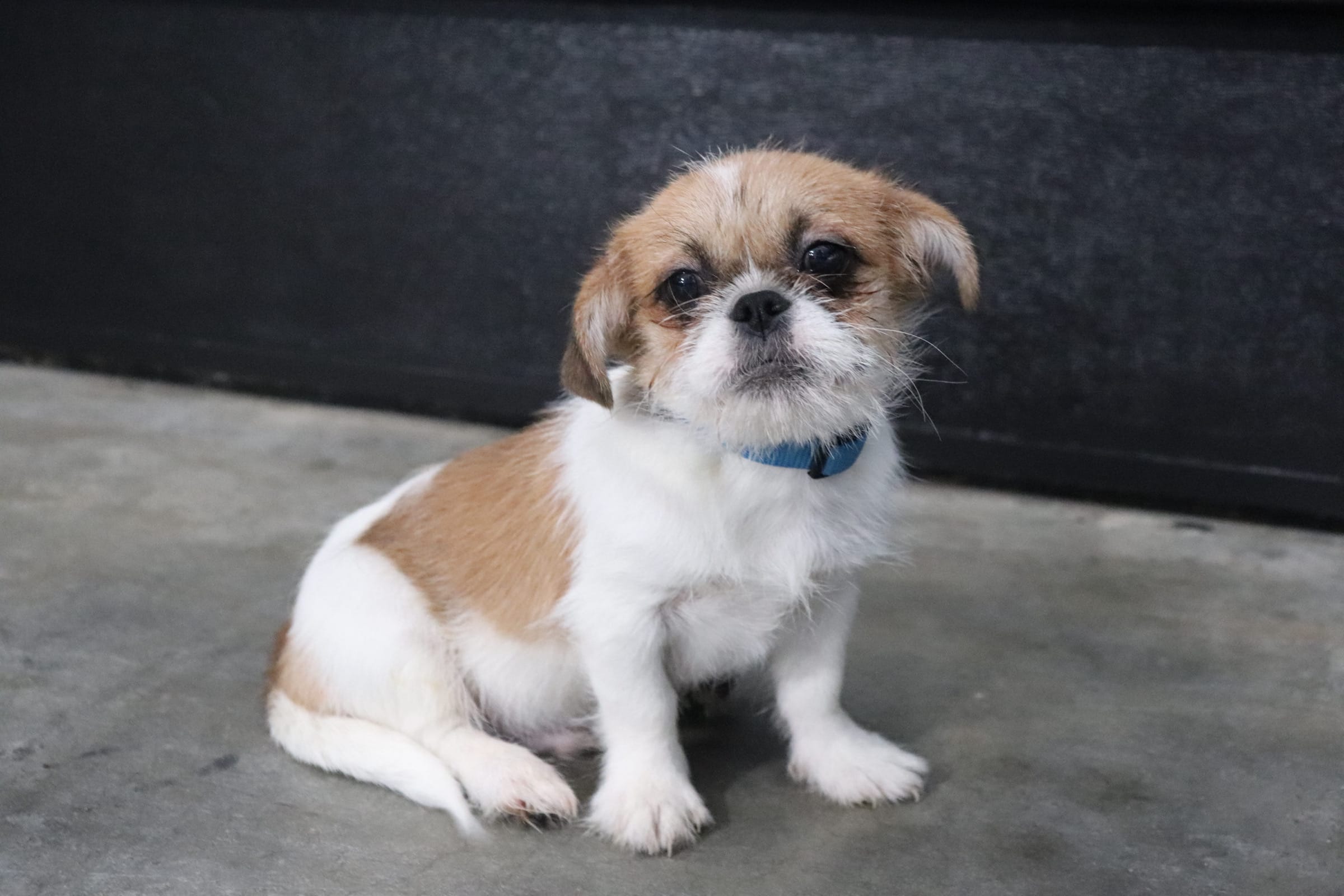 Fuzzy – Shih Tzu puppy for sale in Murfreesboro, TN