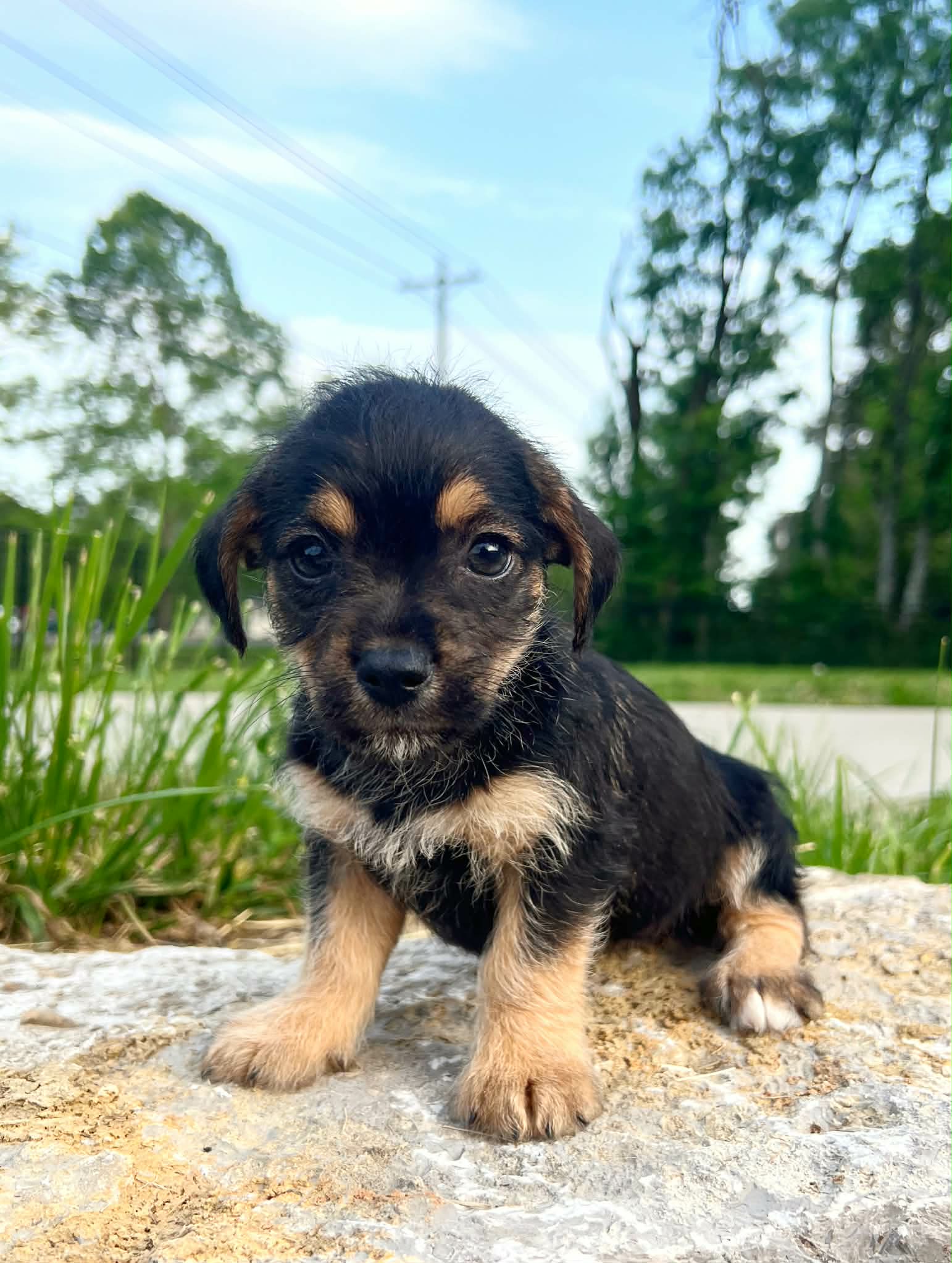 Maxxine – Yorkshire Terrier, Miniature Dachshund puppy for sale in Murfreesboro, TN