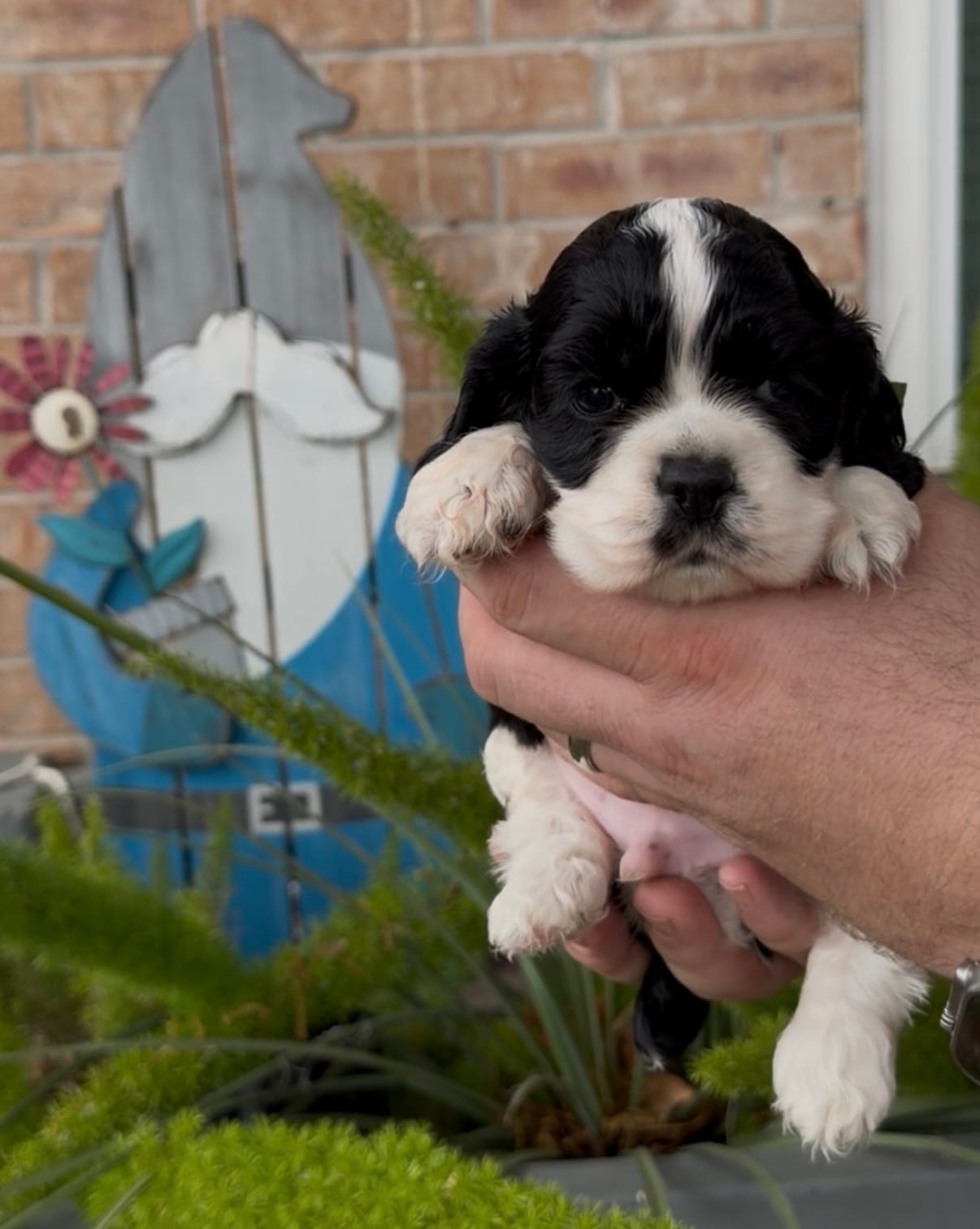 Linus – Cocker Spaniel puppy for sale in Houston, TX