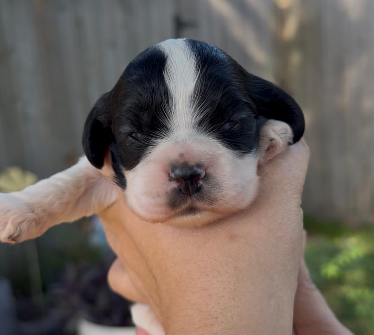 Linus – Cocker Spaniel puppy for sale in Houston, TX