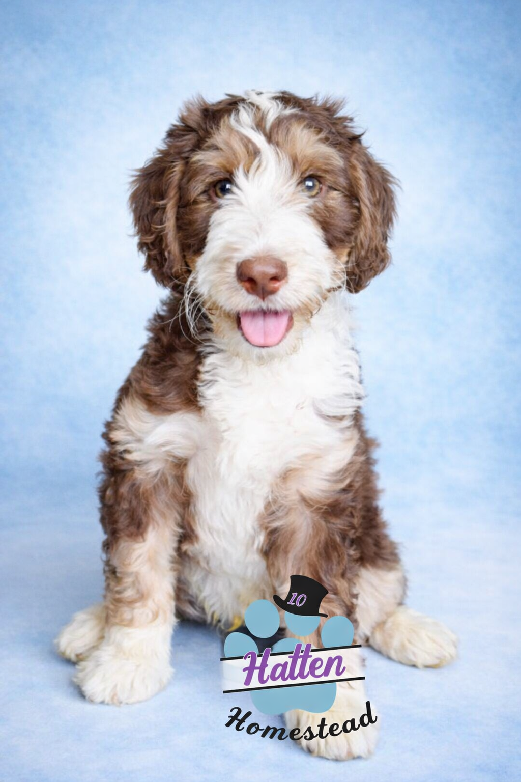 Promise – Bernedoodle puppy for sale in Marion, OH
