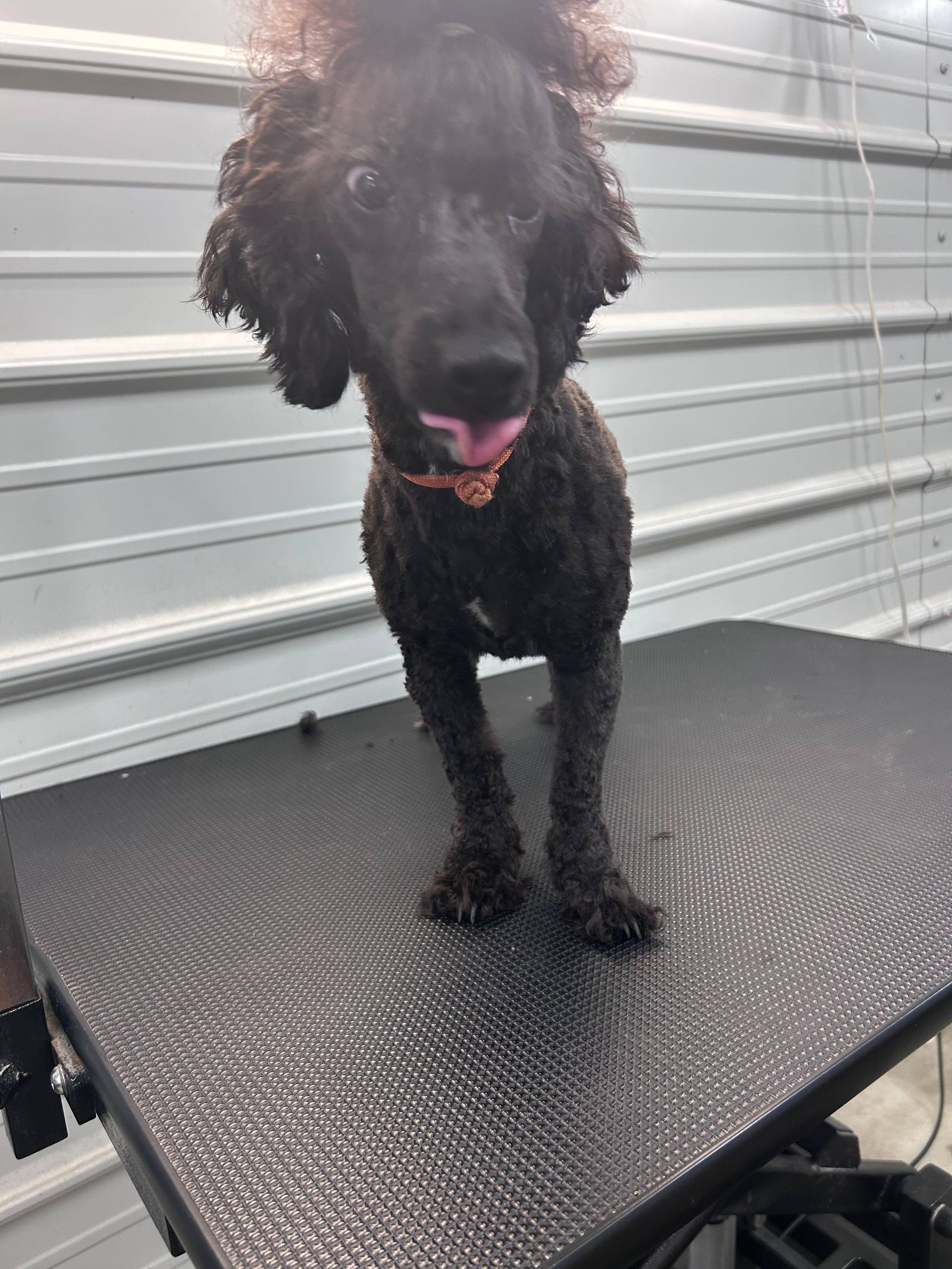 Violet – Poodle - Toy  puppy for sale in Scranton, SC