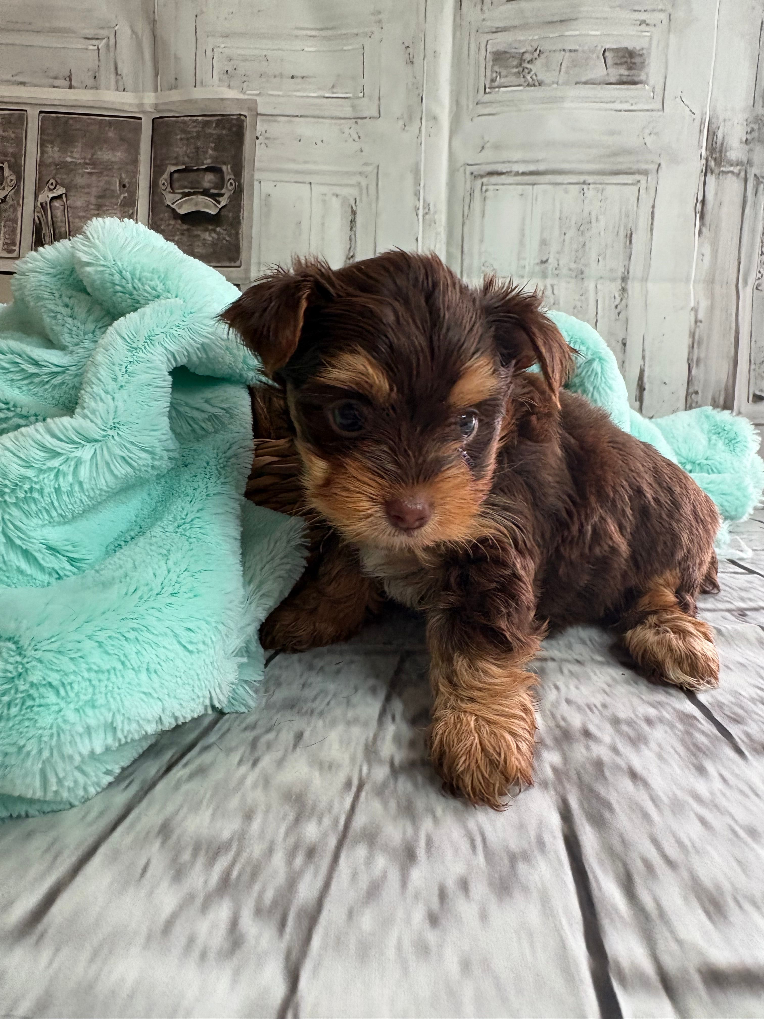 Rose – Yorkshire Terrier puppy for sale in Scranton, SC