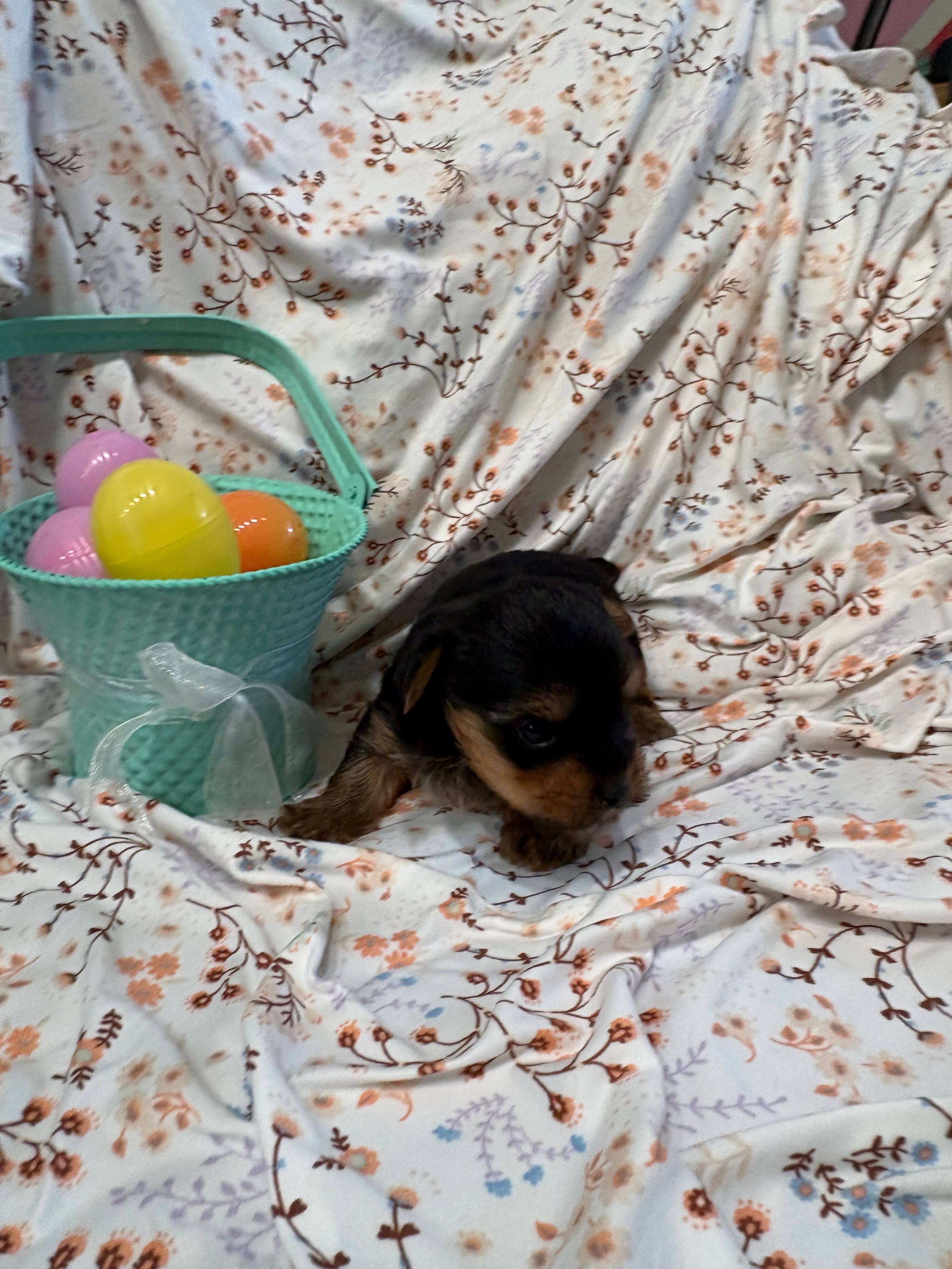 Peter – Yorkshire Terrier puppy for sale in Scranton, SC