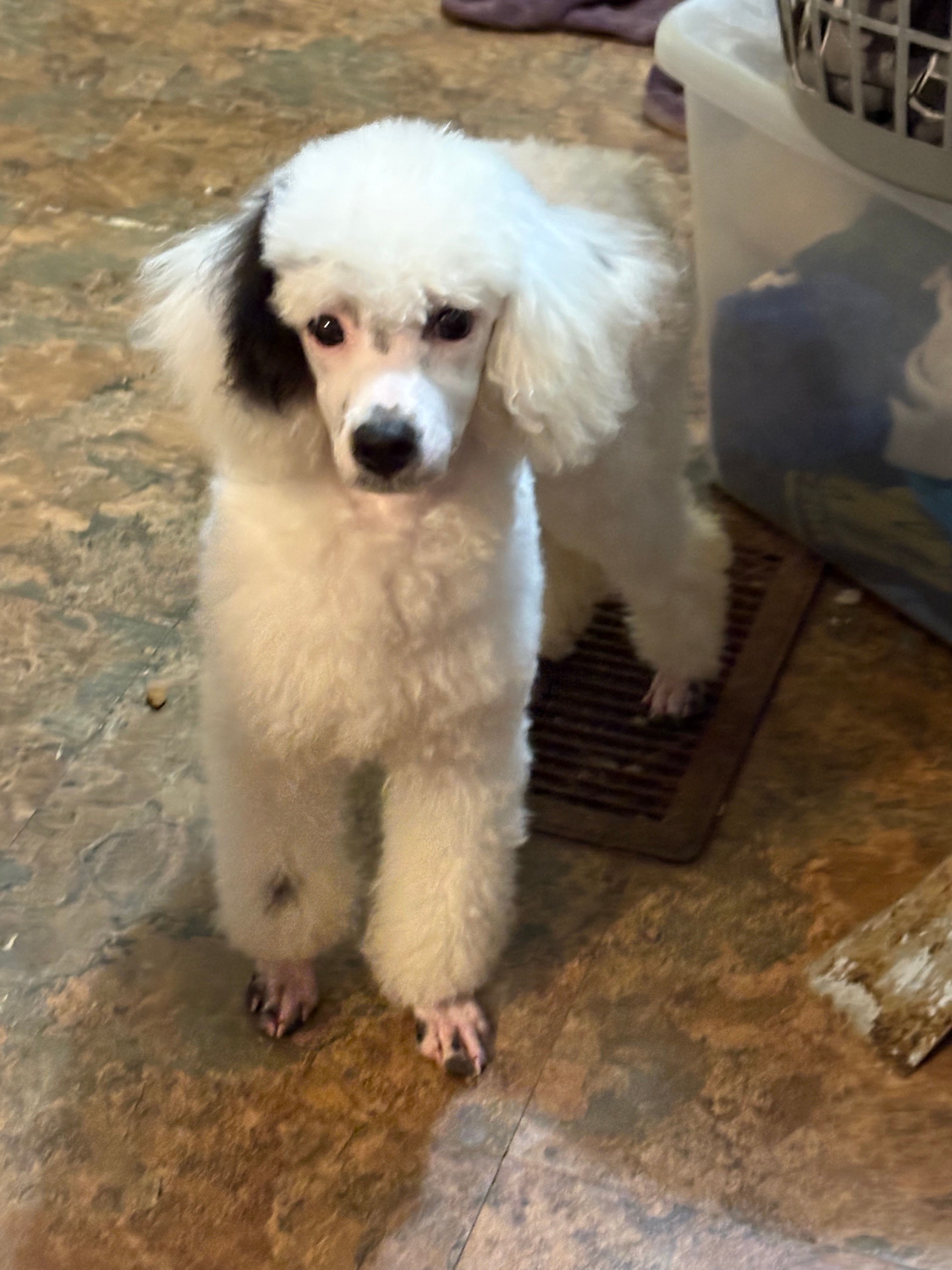 Easter – Poodle - Toy  puppy for sale in Scranton, SC