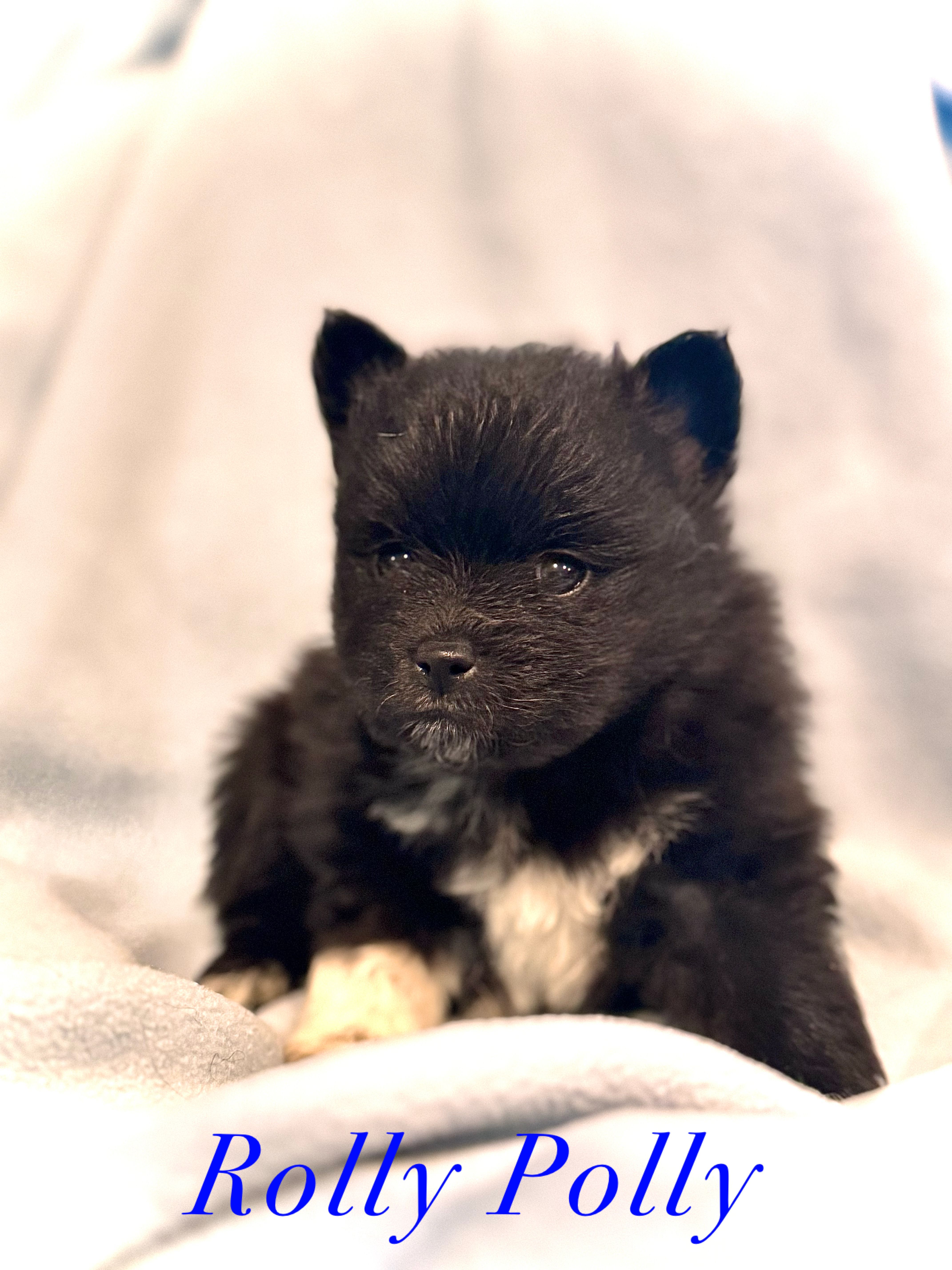 Rolly Polly  – Pomeranian puppy for sale in Pittsburgh, PA
