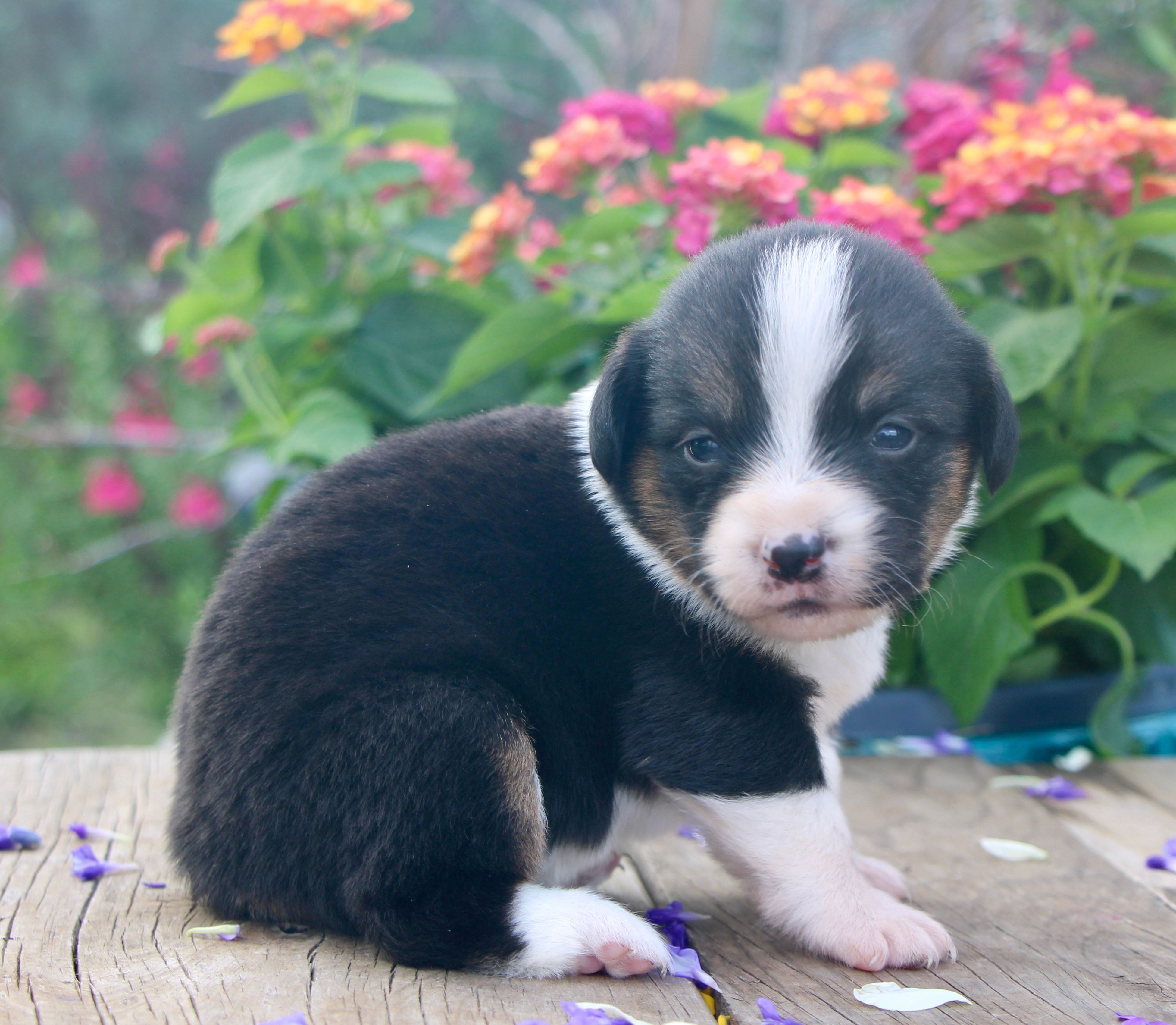 GRACE - Black Tri Toy Auggie – Pembroke Welsh Corgi, Toy Australian Shepherd puppy for sale in Harper, TX