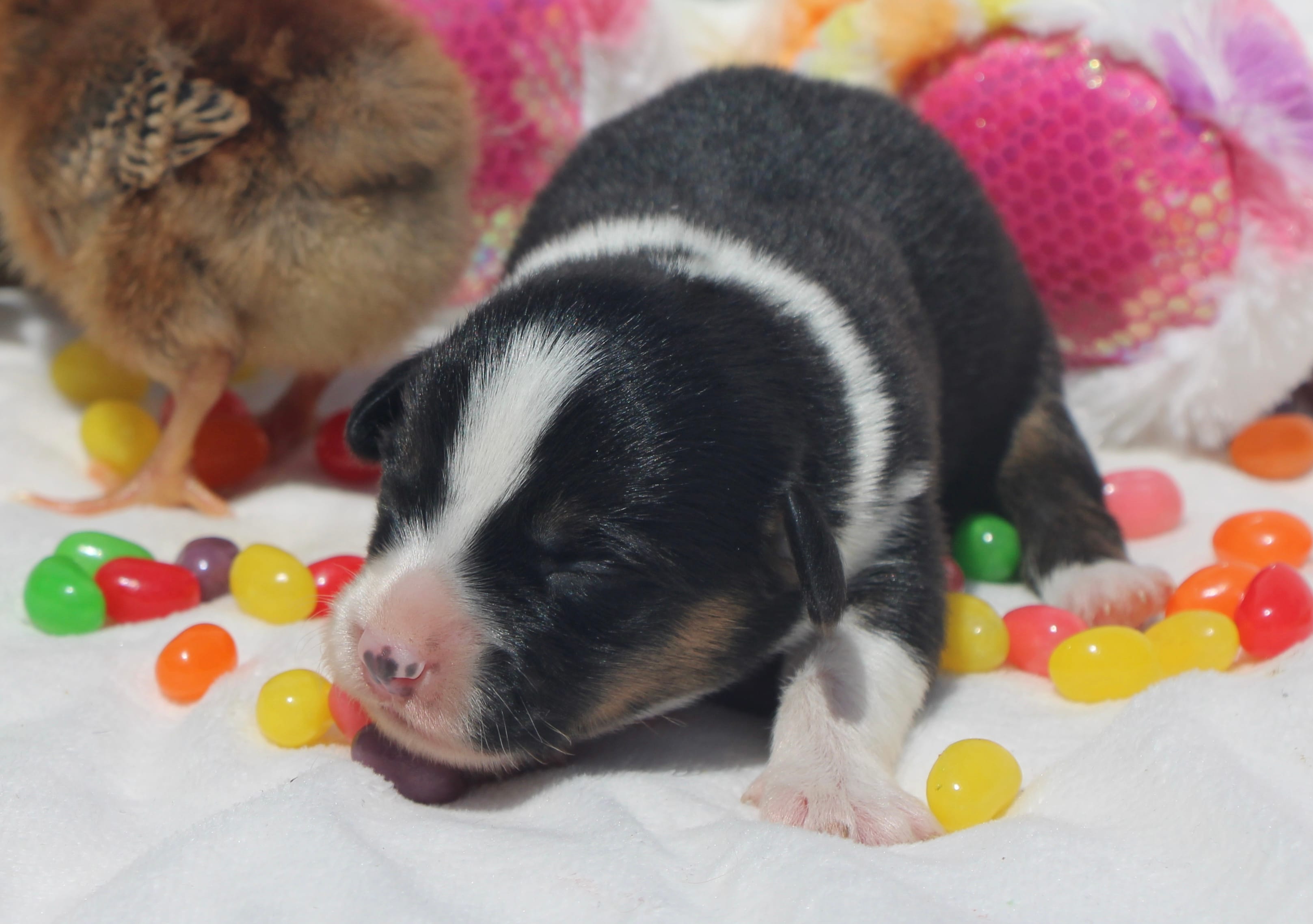 GRACE - Black Tri Toy Auggie – Pembroke Welsh Corgi, Toy Australian Shepherd puppy for sale in Harper, TX