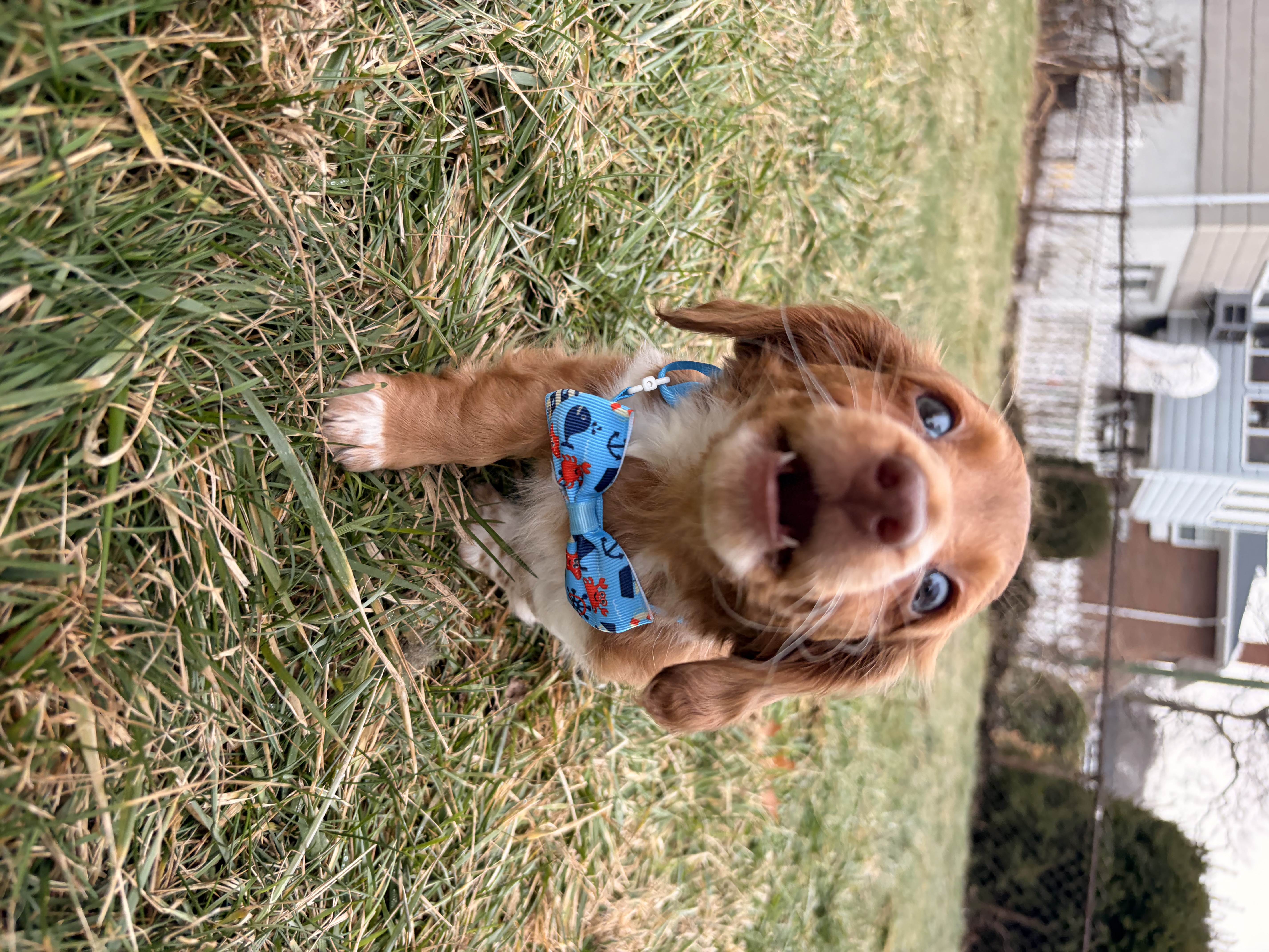 Sunny – Miniature Dachshund puppy for sale in New York City, NY