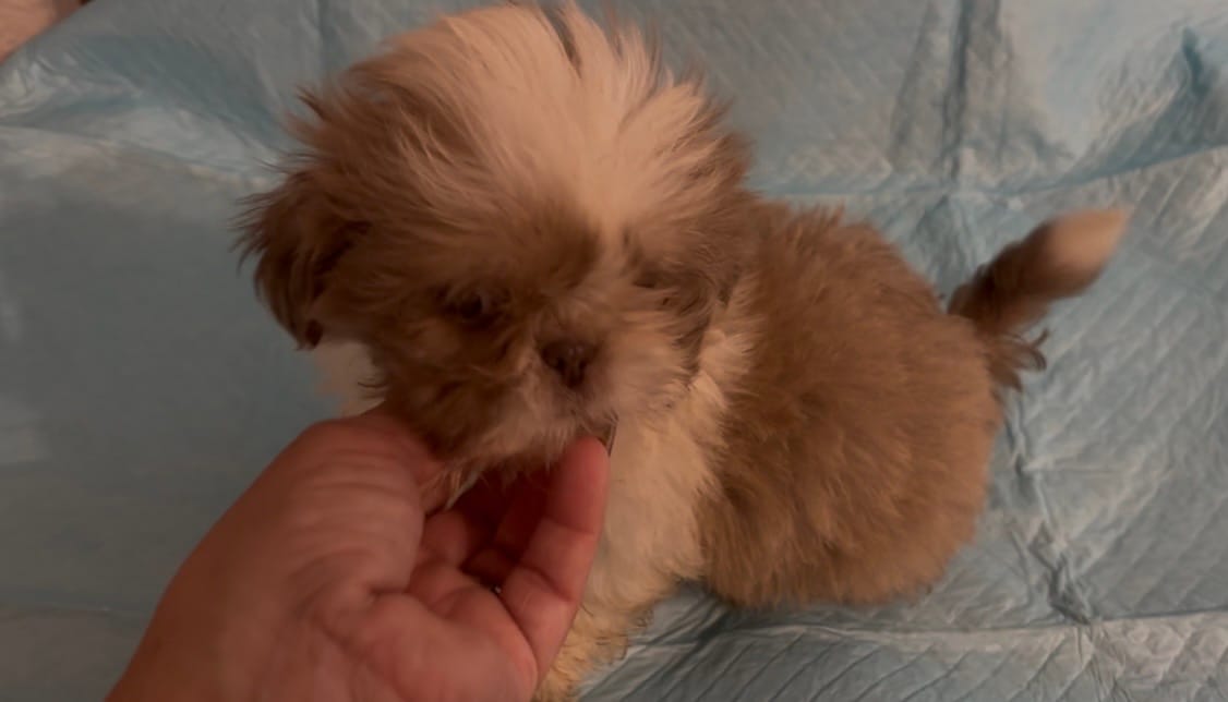 Tiny Cream boy – Shih Tzu puppy for sale in Morganton, NC