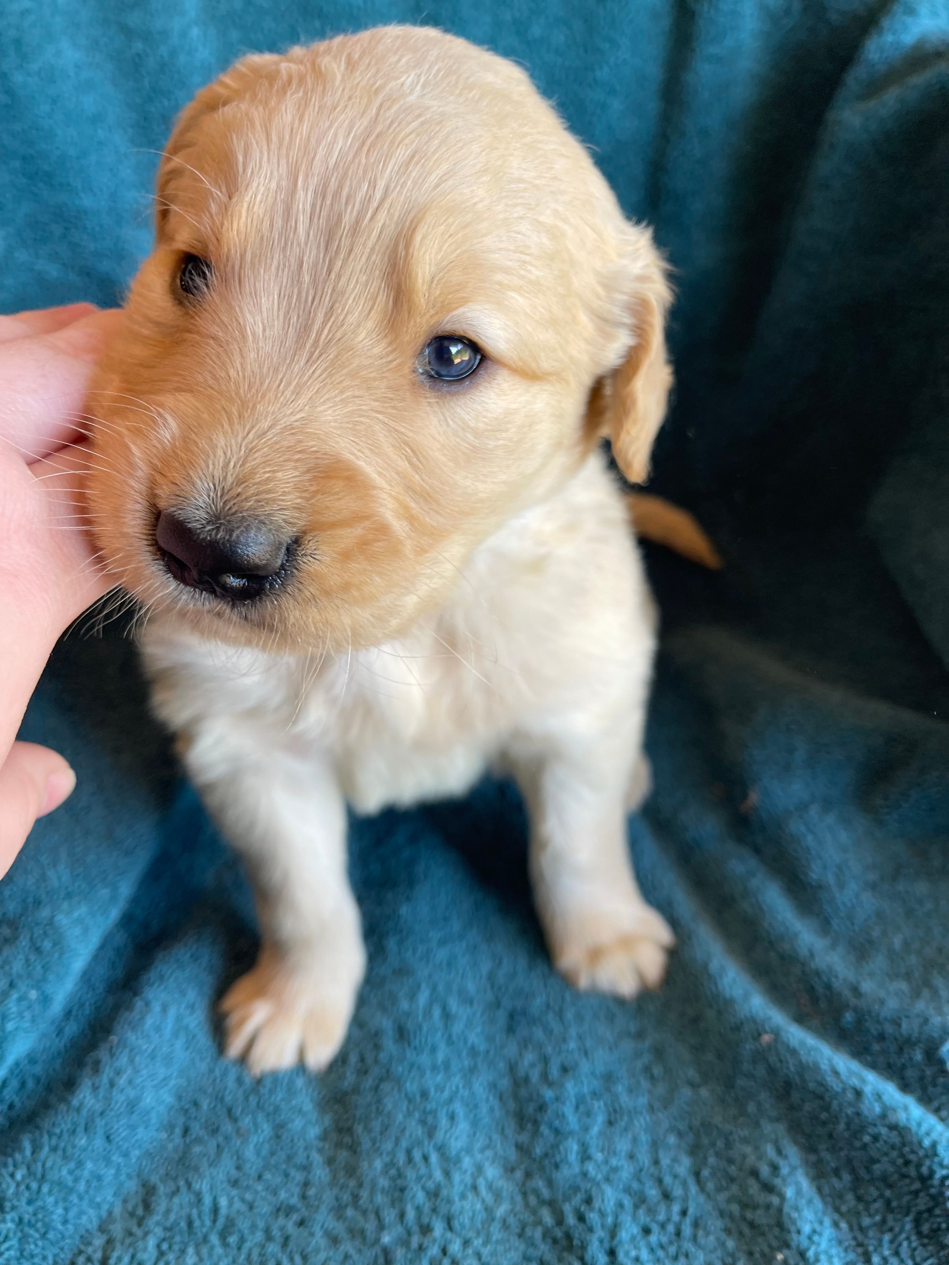 Lark  – Golden Retriever puppy for sale in Westminster, SC