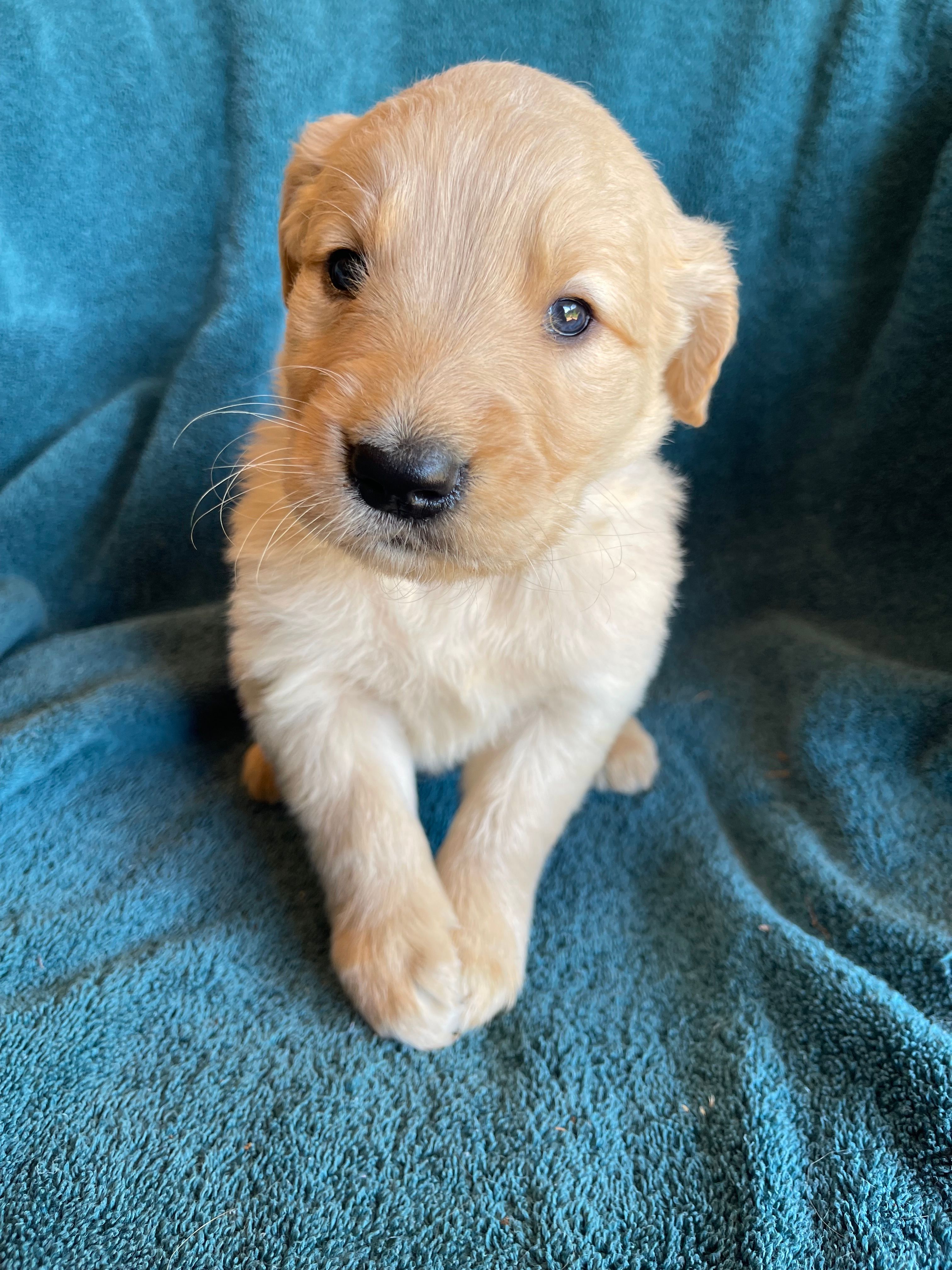 Lucky – Golden Retriever puppy for sale in Westminster, SC