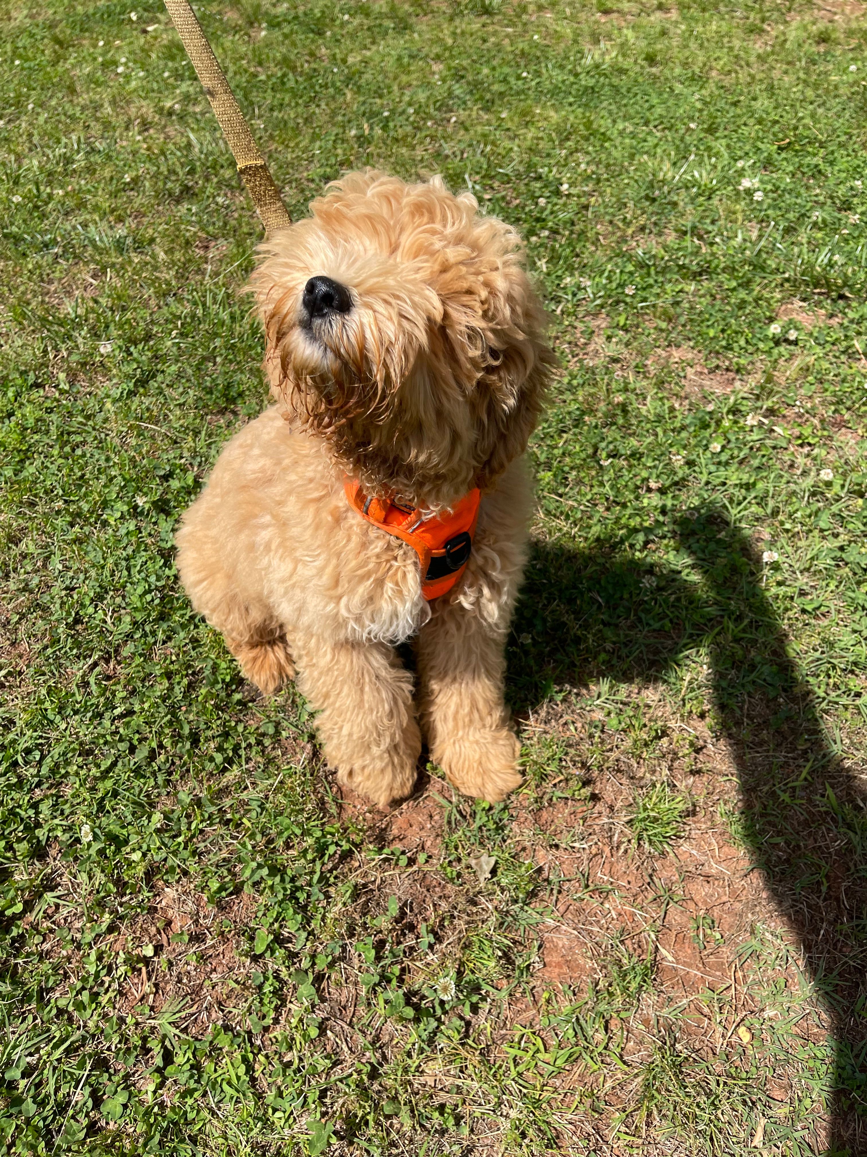 Minno  – Goldendoodle puppy for sale in Westminster, SC
