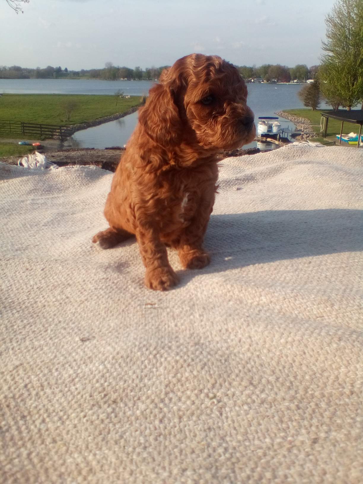 Skye – Cavapoo puppy for sale in Shipshewana, IN