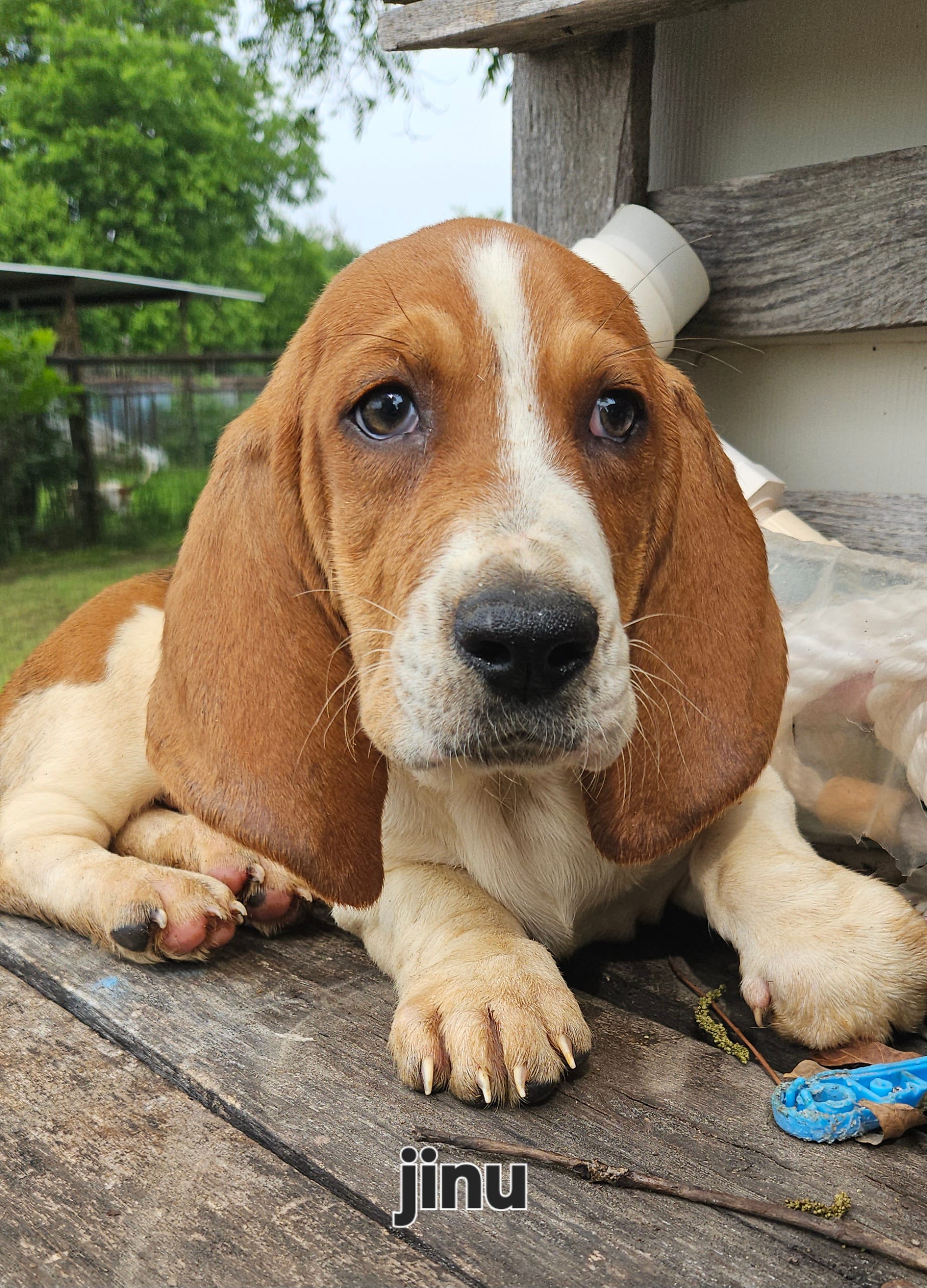 Jinu – Basset Hound puppy for sale in Mullin, TX