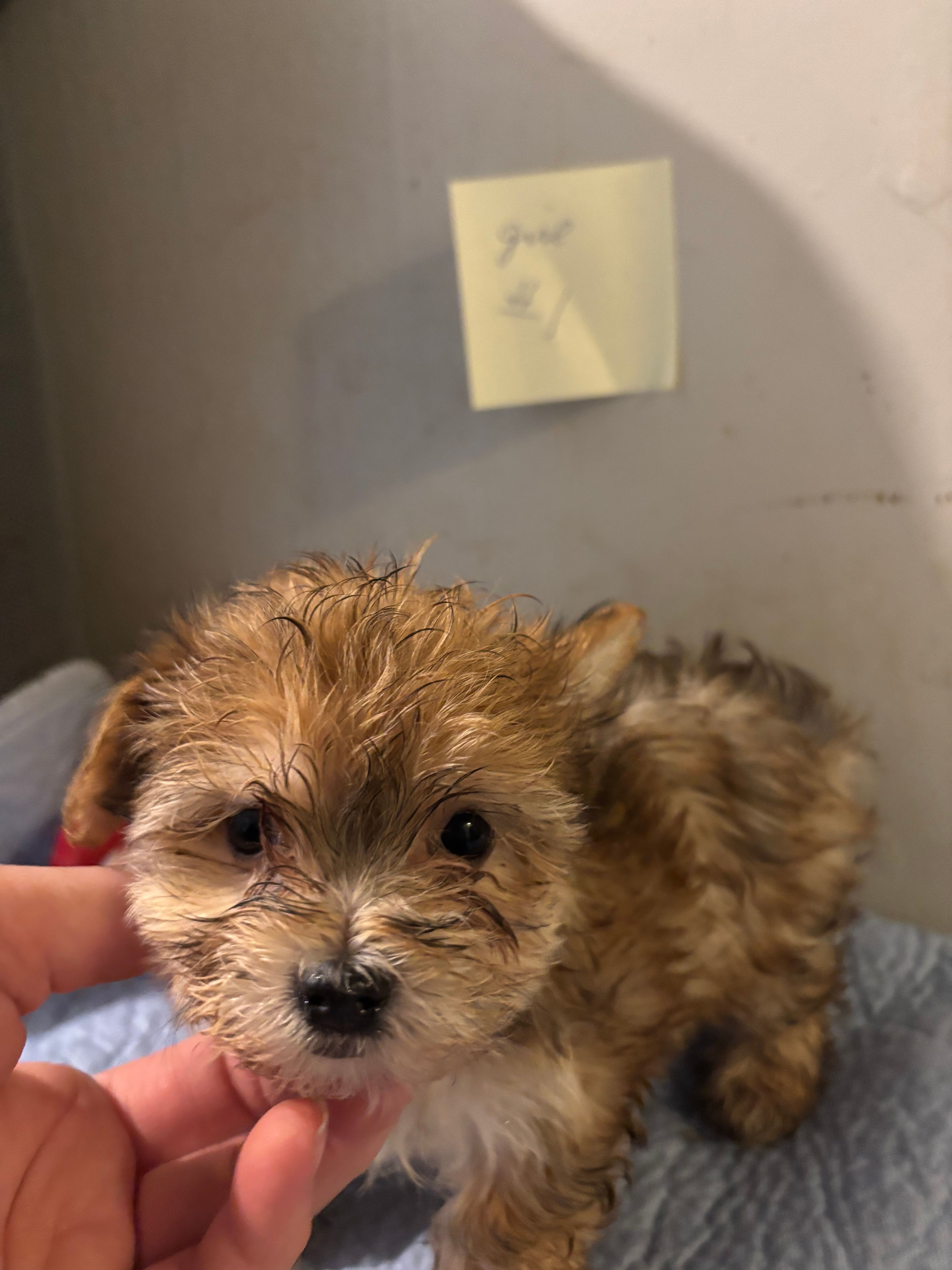 Ned – Maltese, Yorkshire Terrier puppy for sale in Newport, PA