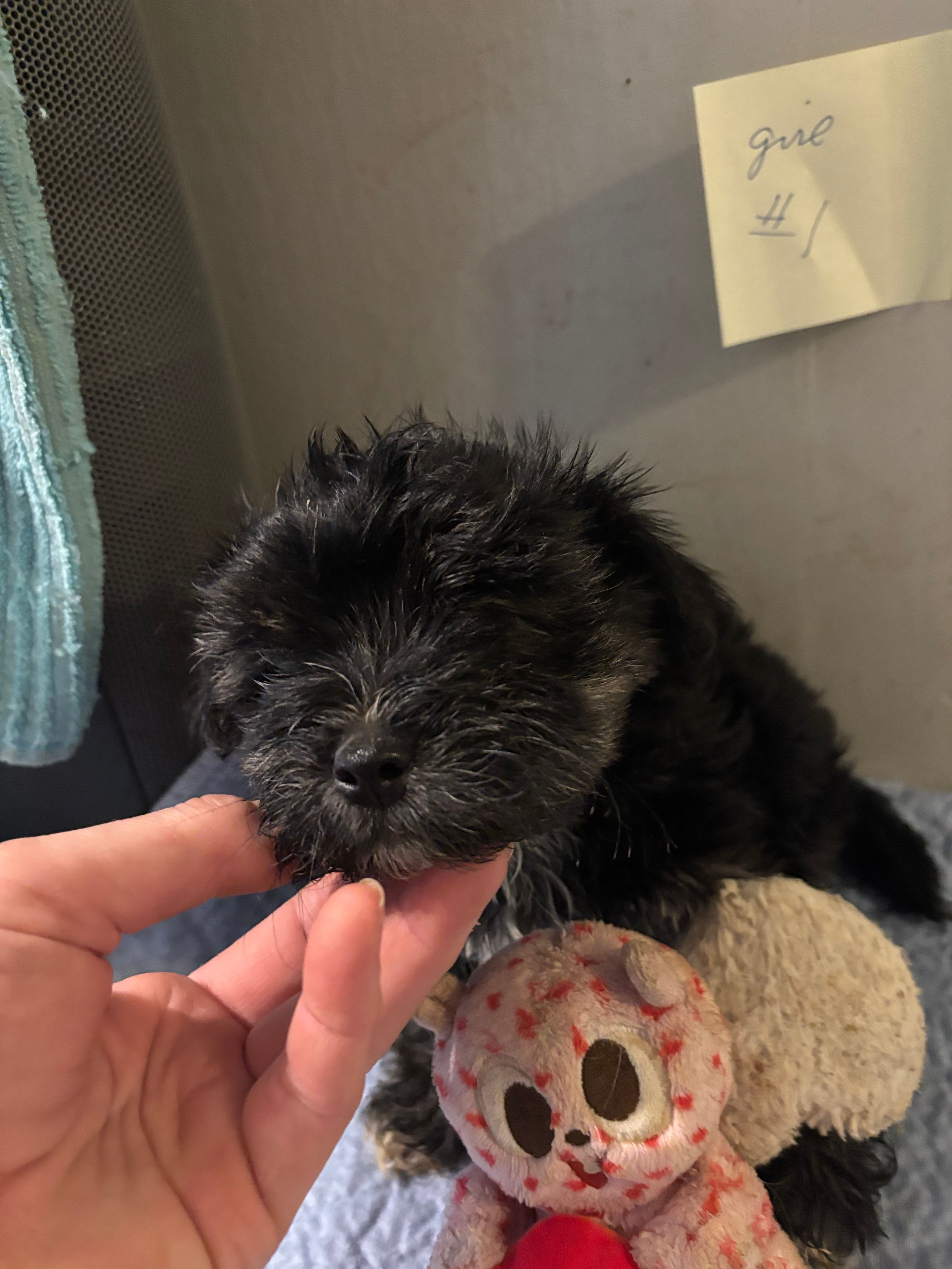Madge – Yorkshire Terrier puppy for sale in Newport, PA