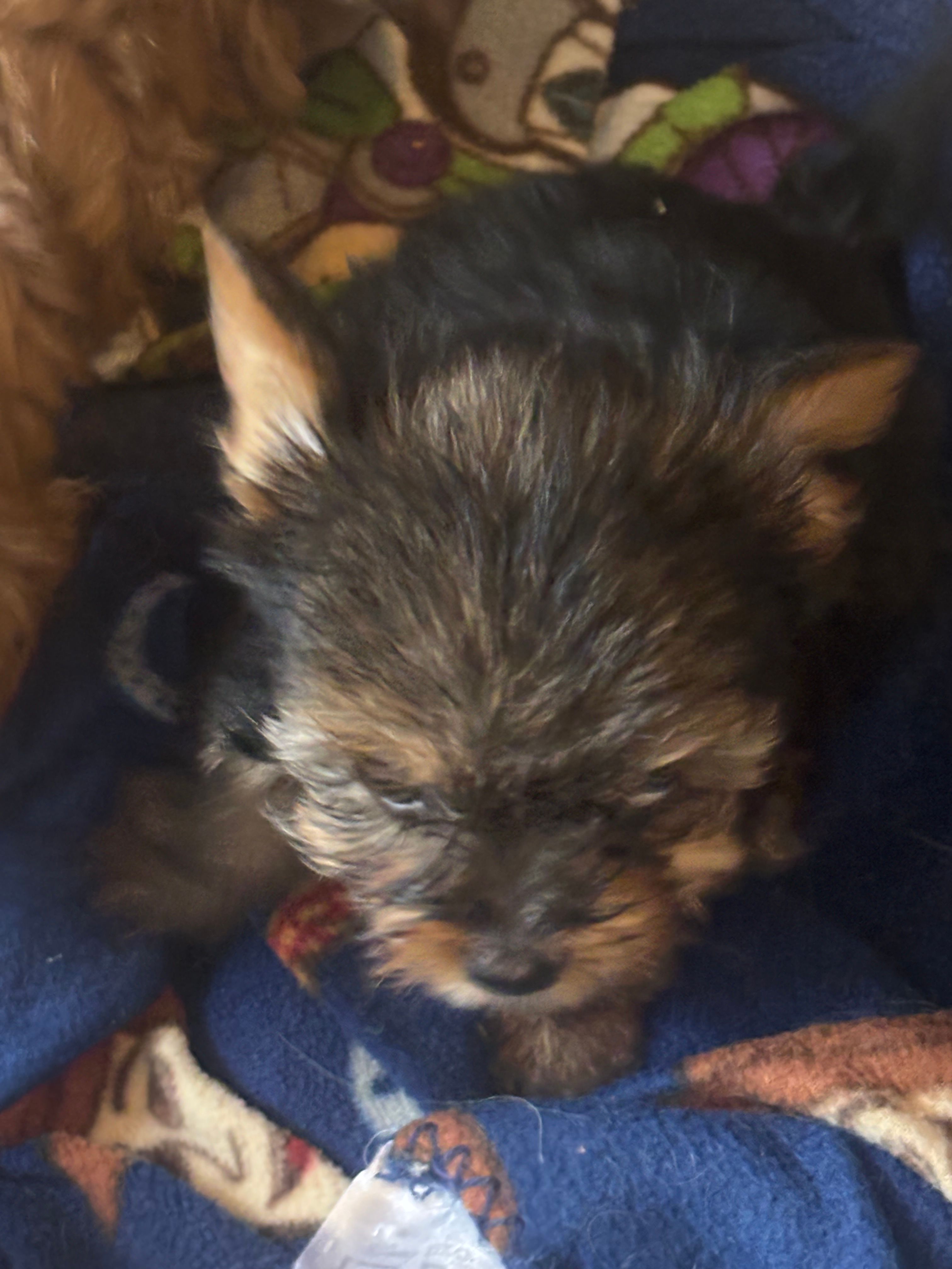 Opal – Yorkshire Terrier puppy for sale in Newport, PA