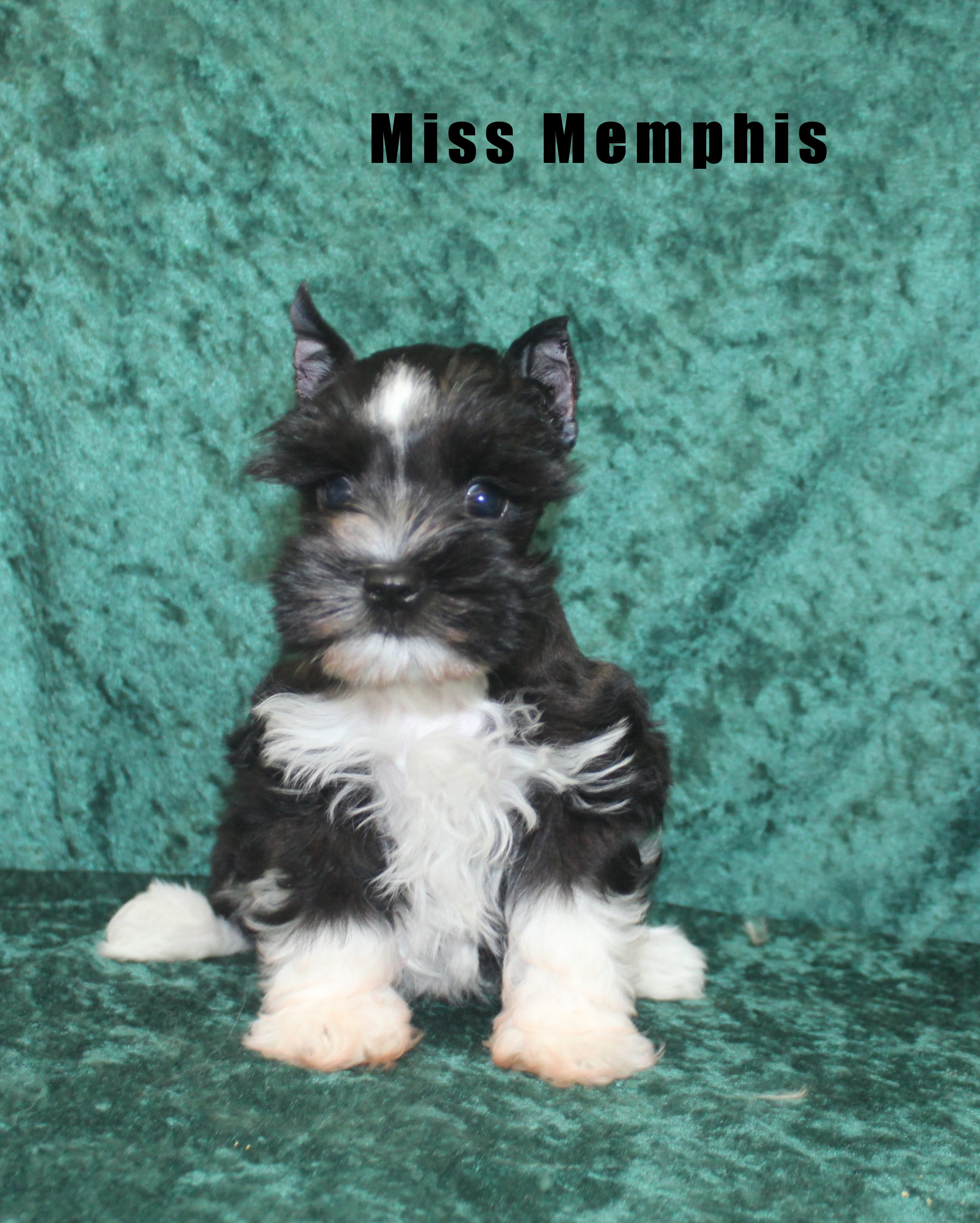 Miss Memphis – Miniature Schnauzer puppy for sale in Beloit, KS