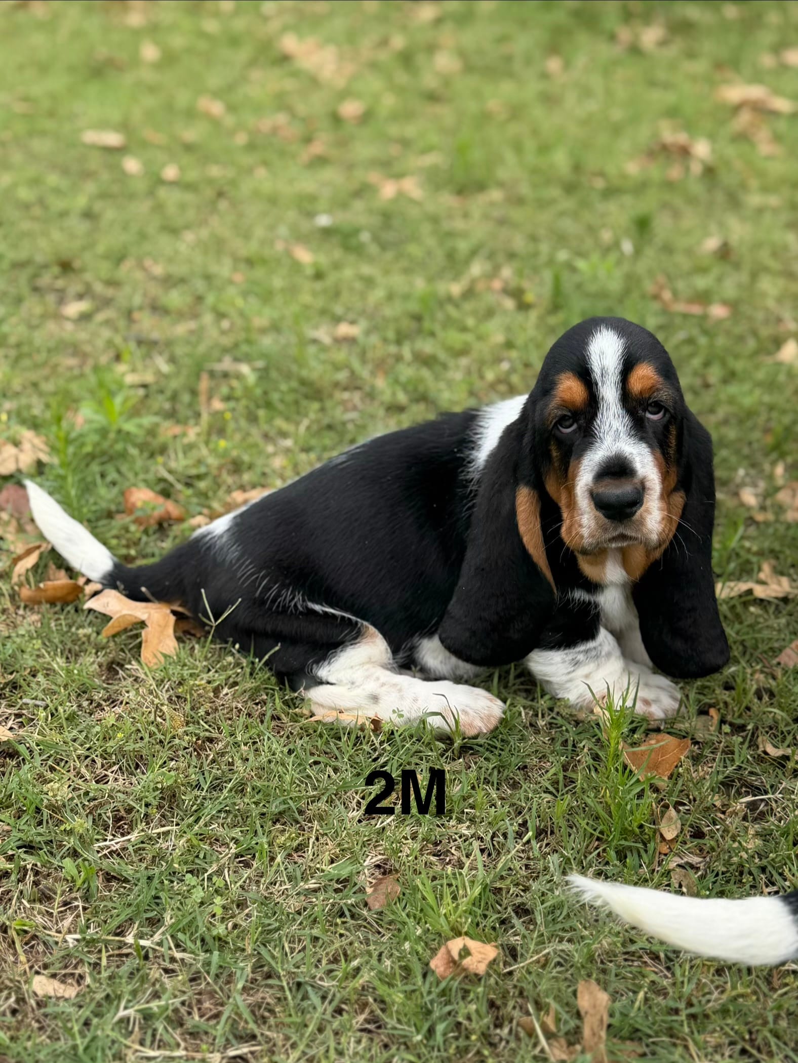 AKC Poppy 2M – Basset Hound puppy for sale in Skiatook, OK
