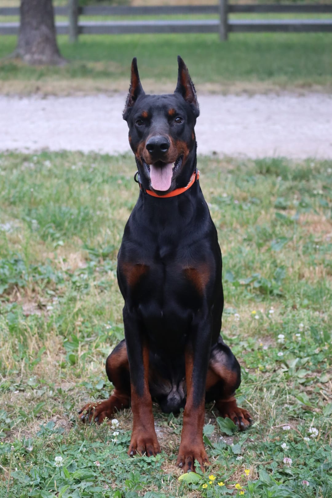 Rodger – Doberman Pinscher puppy for sale in Millsboro, DE