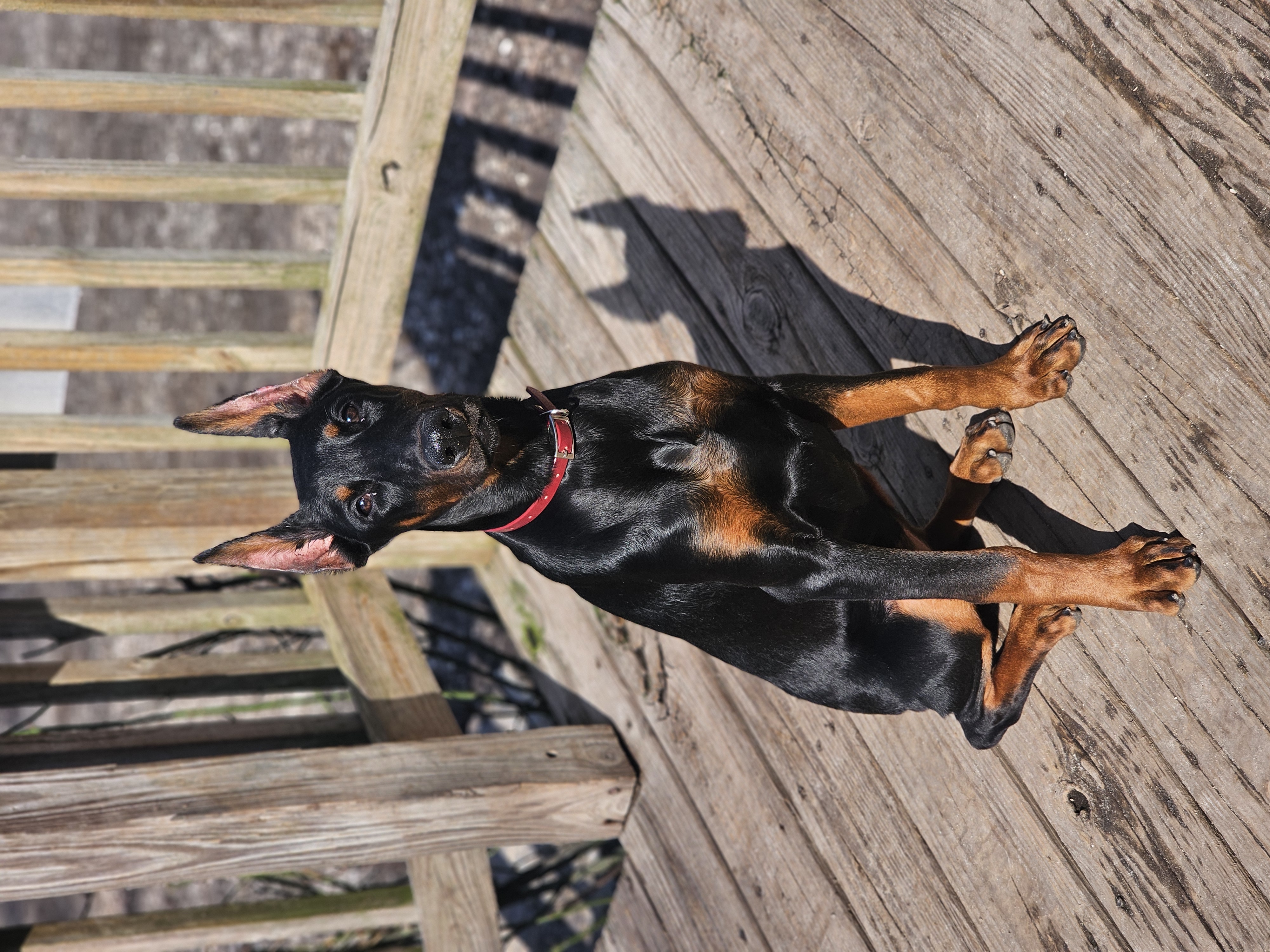 Scarlett  – Doberman Pinscher puppy for sale in Millsboro, DE