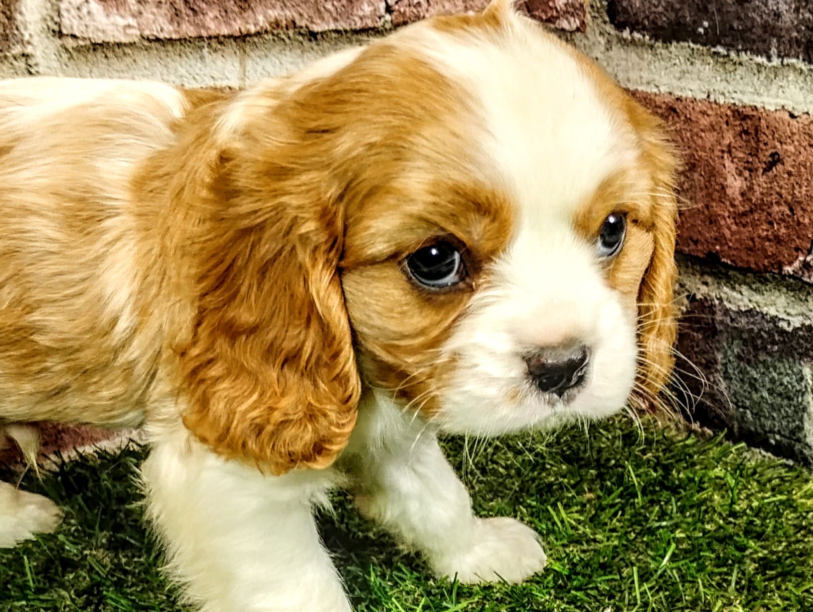 Finn – Cavalier King Charles Spaniel puppy for sale in Clark, MO