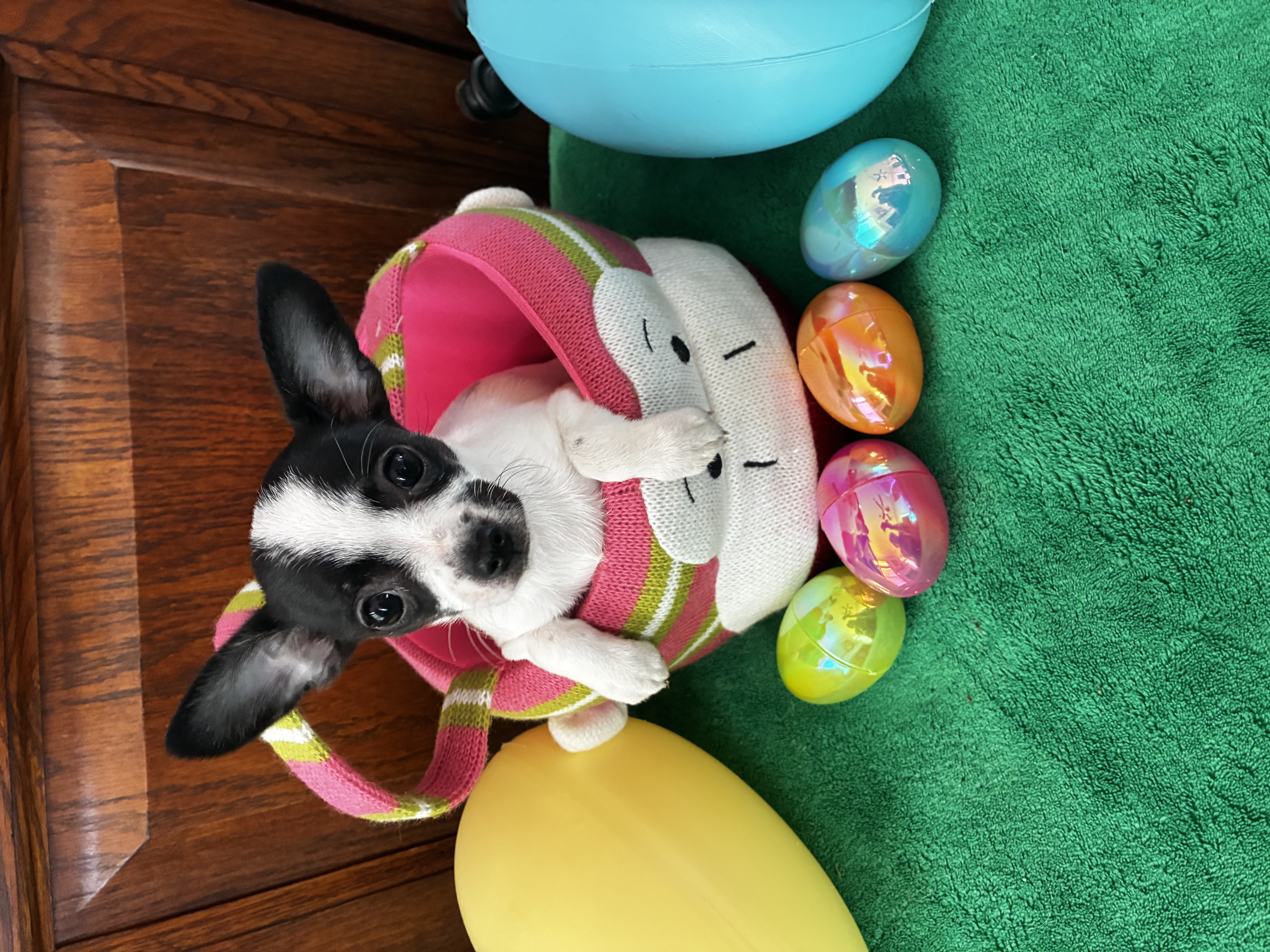 Bunny – Chihuahua puppy for sale in Saint Joseph, MO