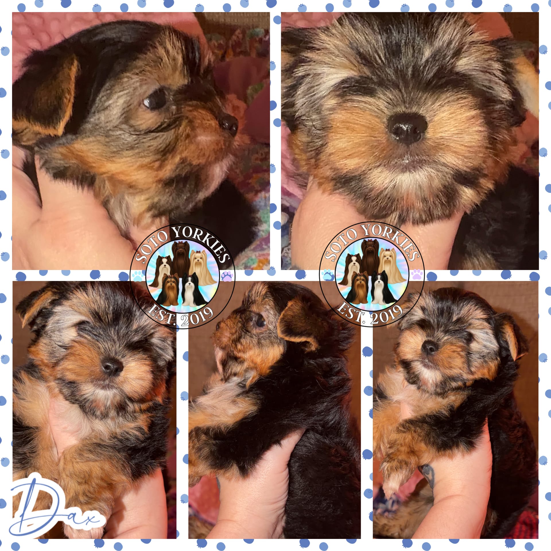 Dax – Yorkshire Terrier puppy for sale in London, KY