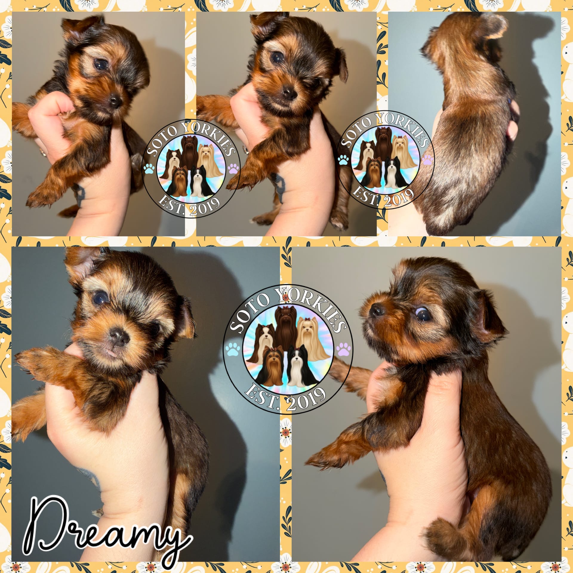 Dreamy – Yorkshire Terrier puppy for sale in London, KY