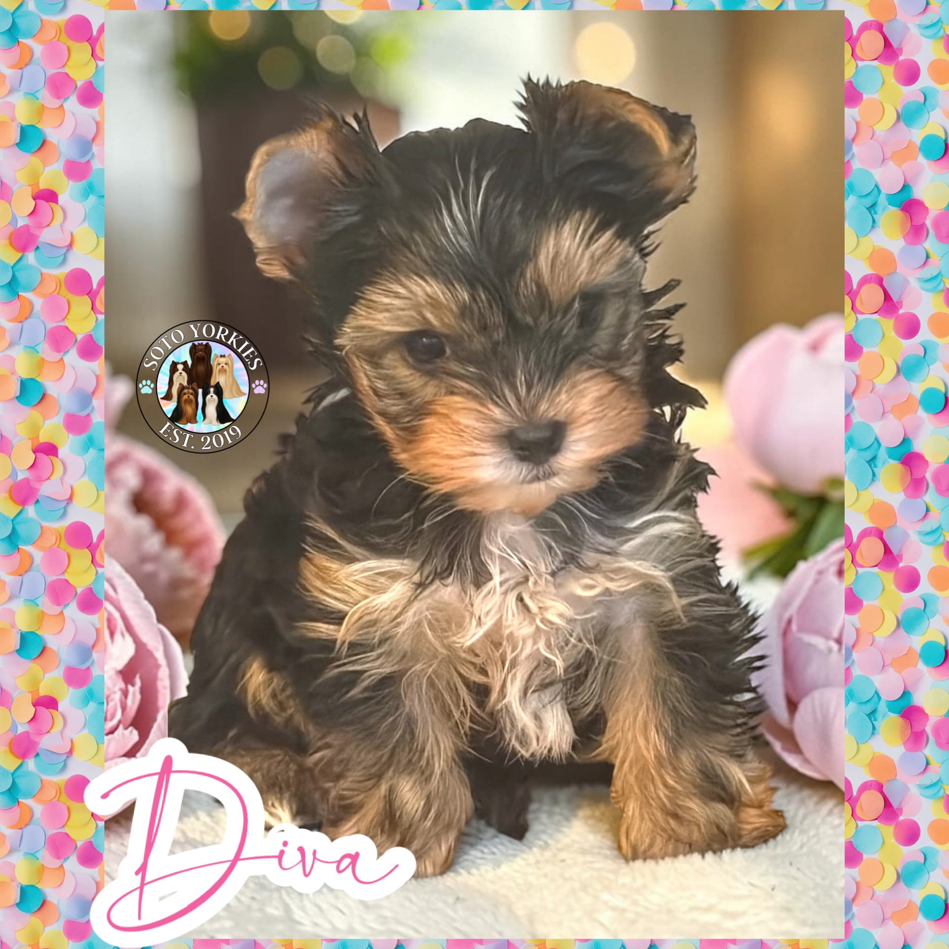 Diva – Yorkshire Terrier puppy for sale in London, KY