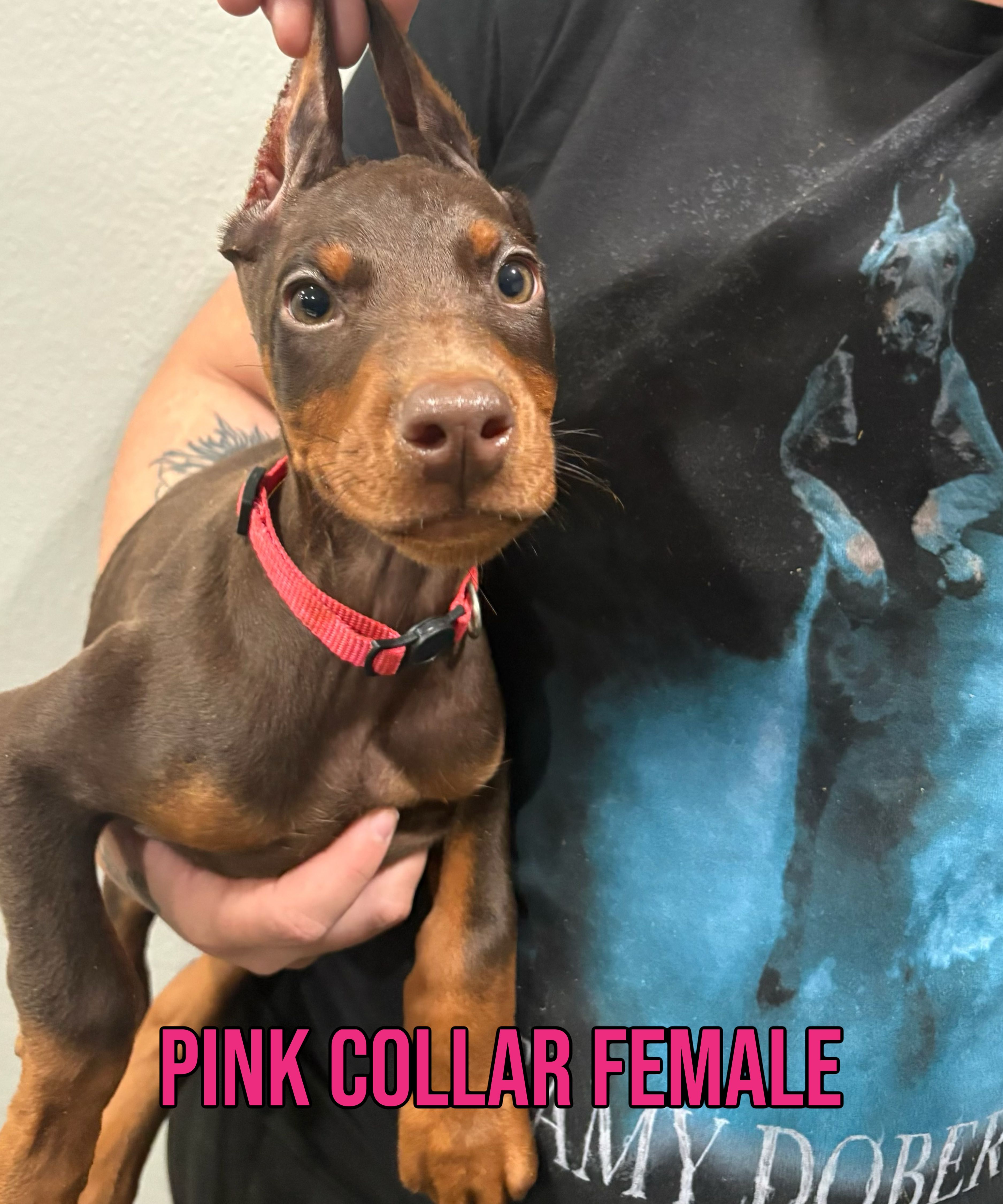 European Female-Comes Cropped – Doberman Pinscher puppy for sale in Tampa, FL