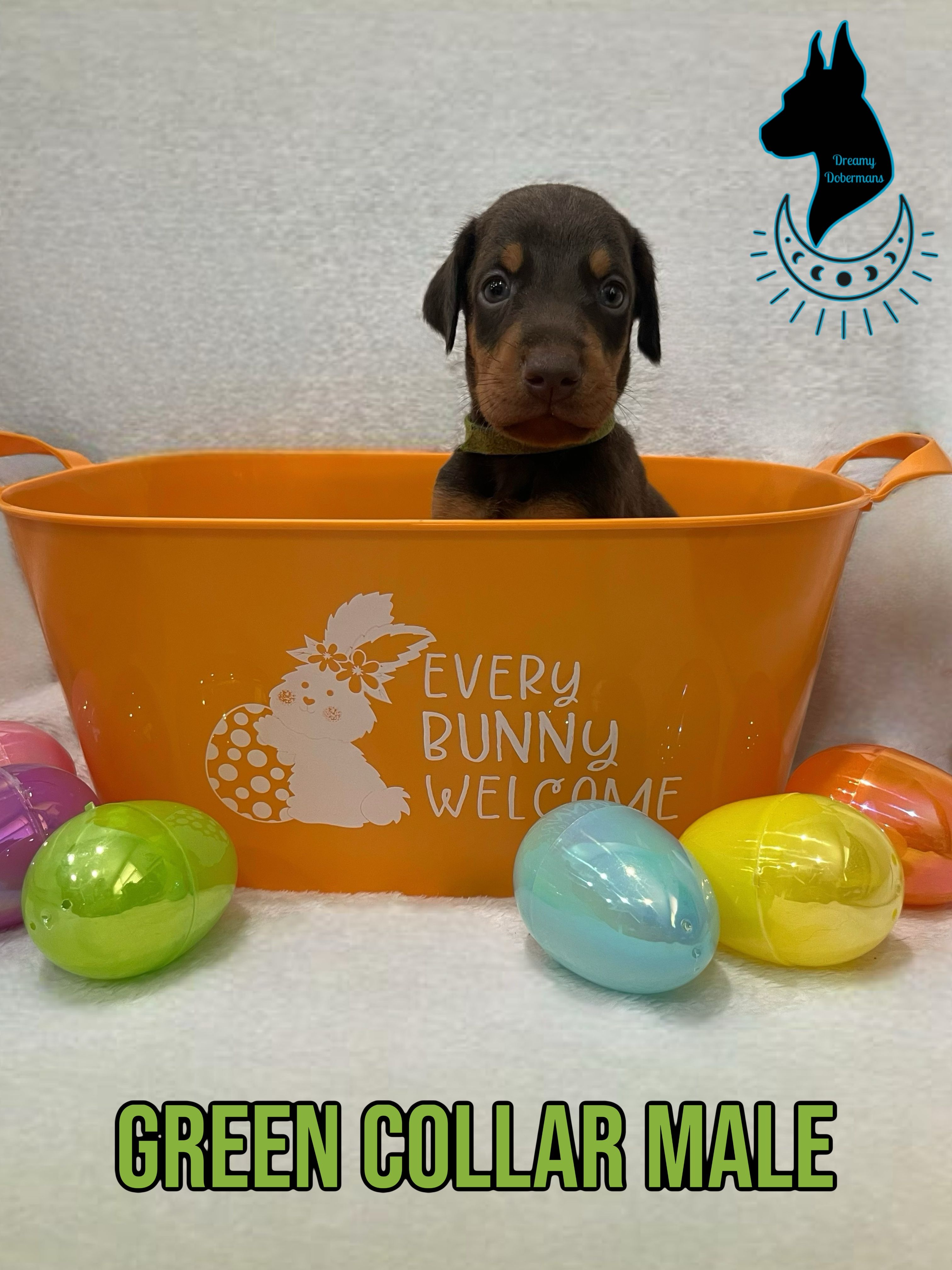 Green Collar Male-Comes Cropped – Doberman Pinscher puppy for sale in Tampa, FL