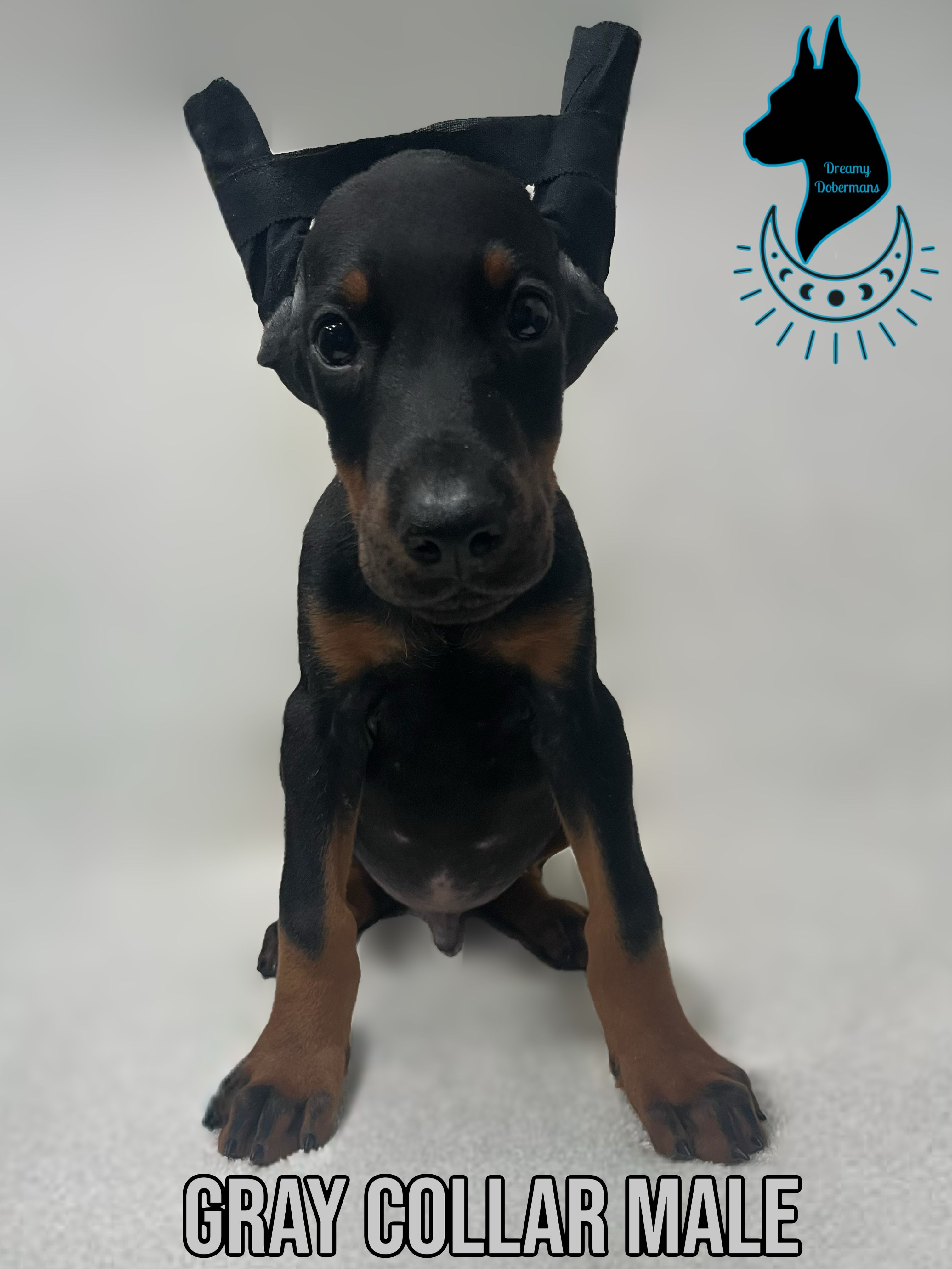 Gray Collar Male- Cropped – Doberman Pinscher puppy for sale in Tampa, FL